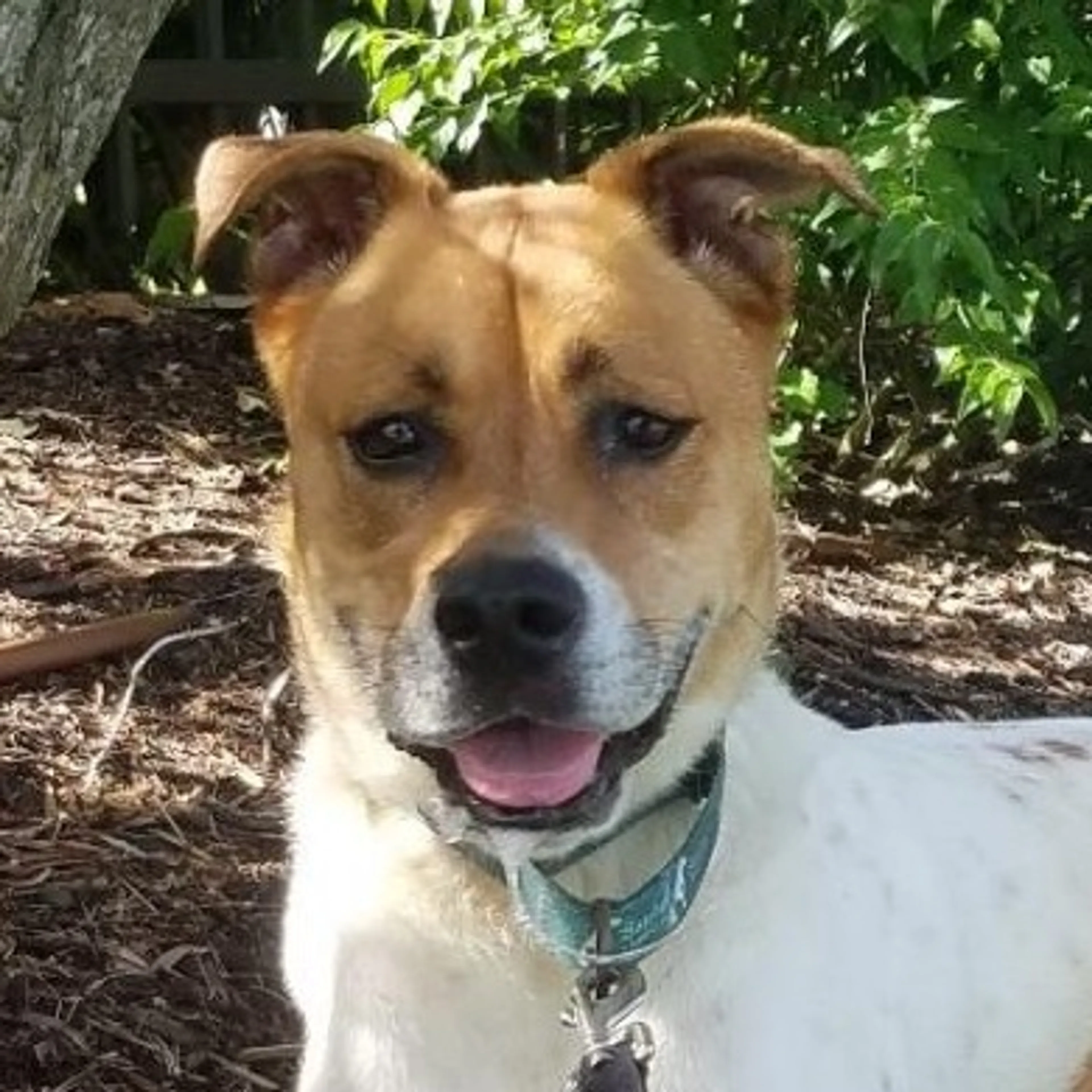 Found pet-14