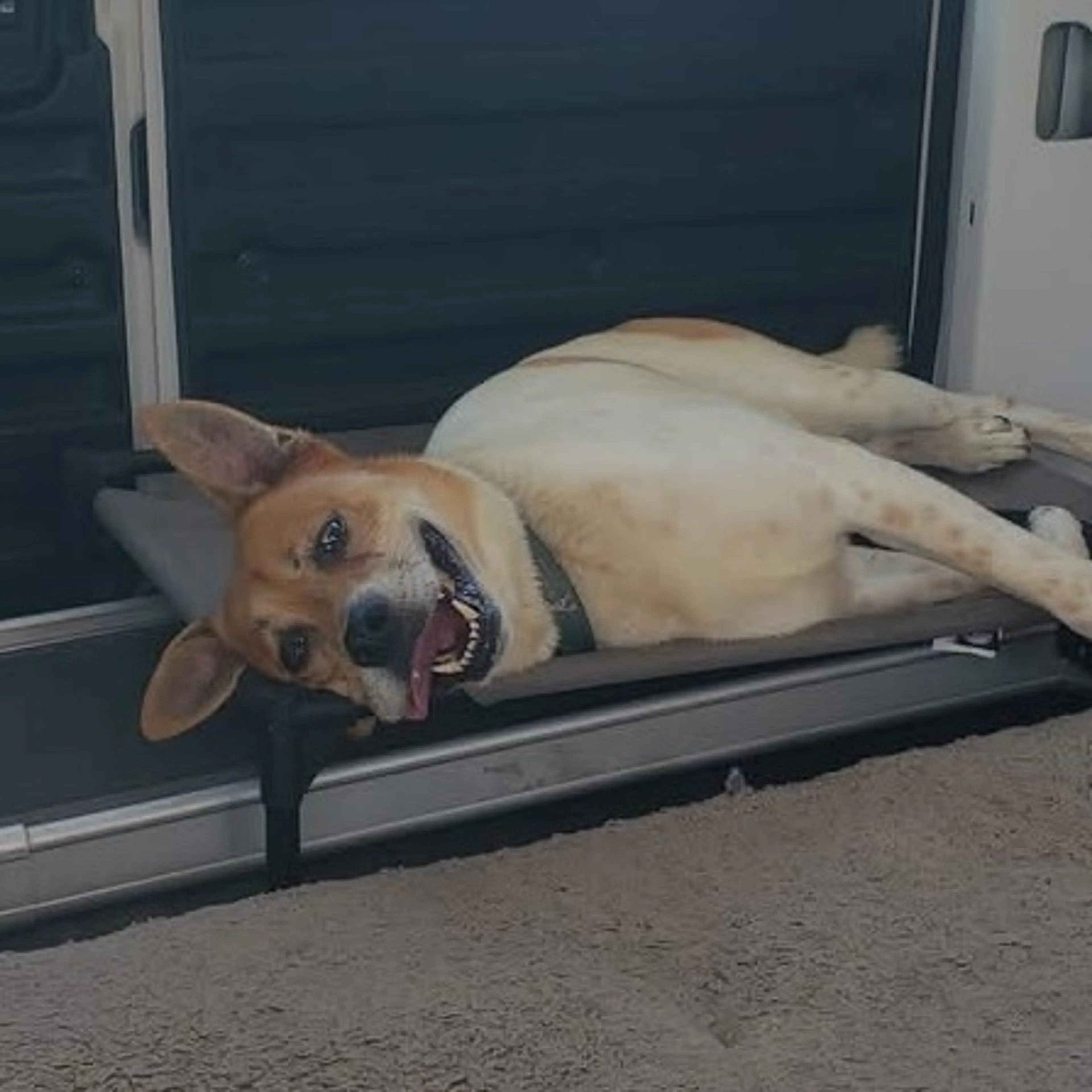 Found pet-13