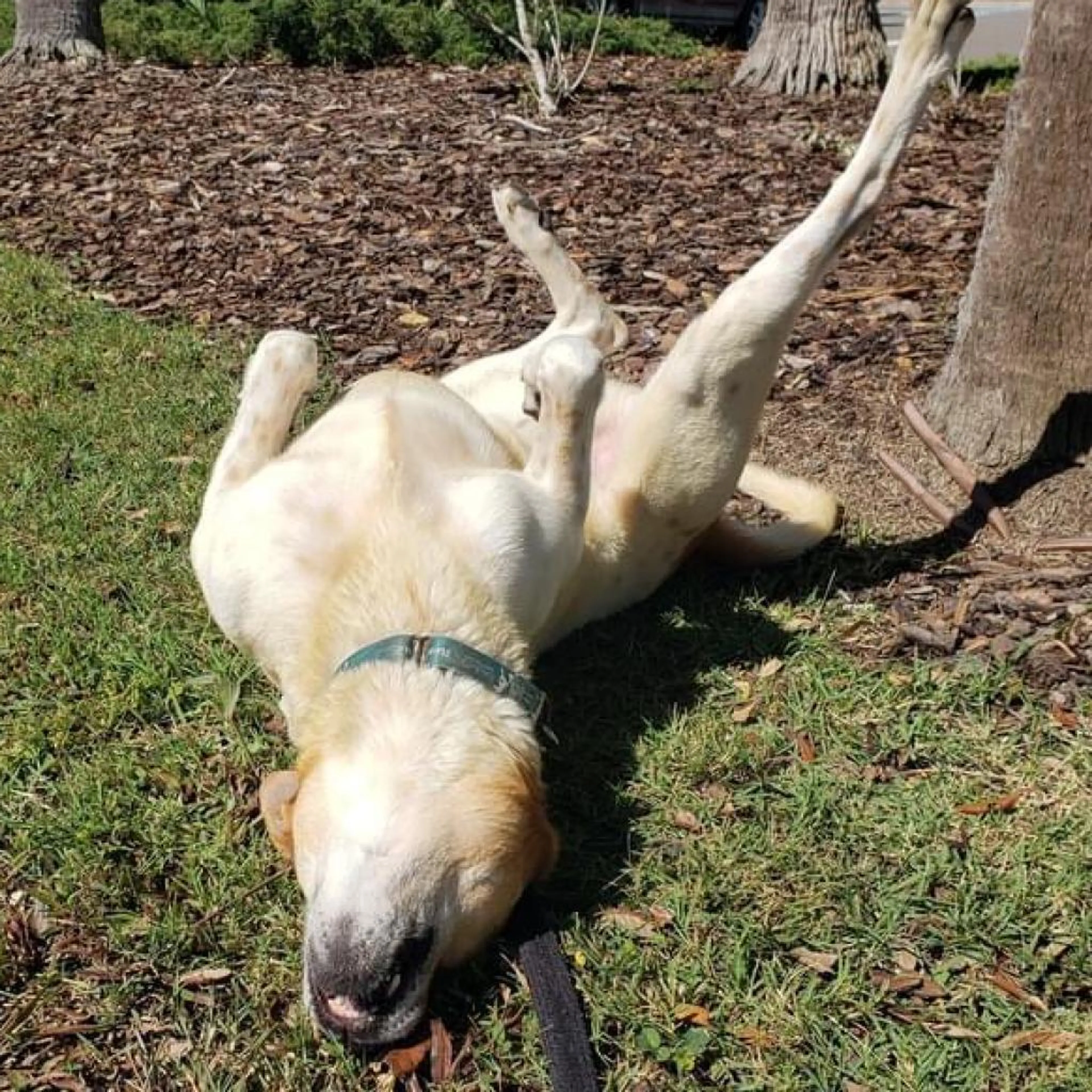 Found pet-6