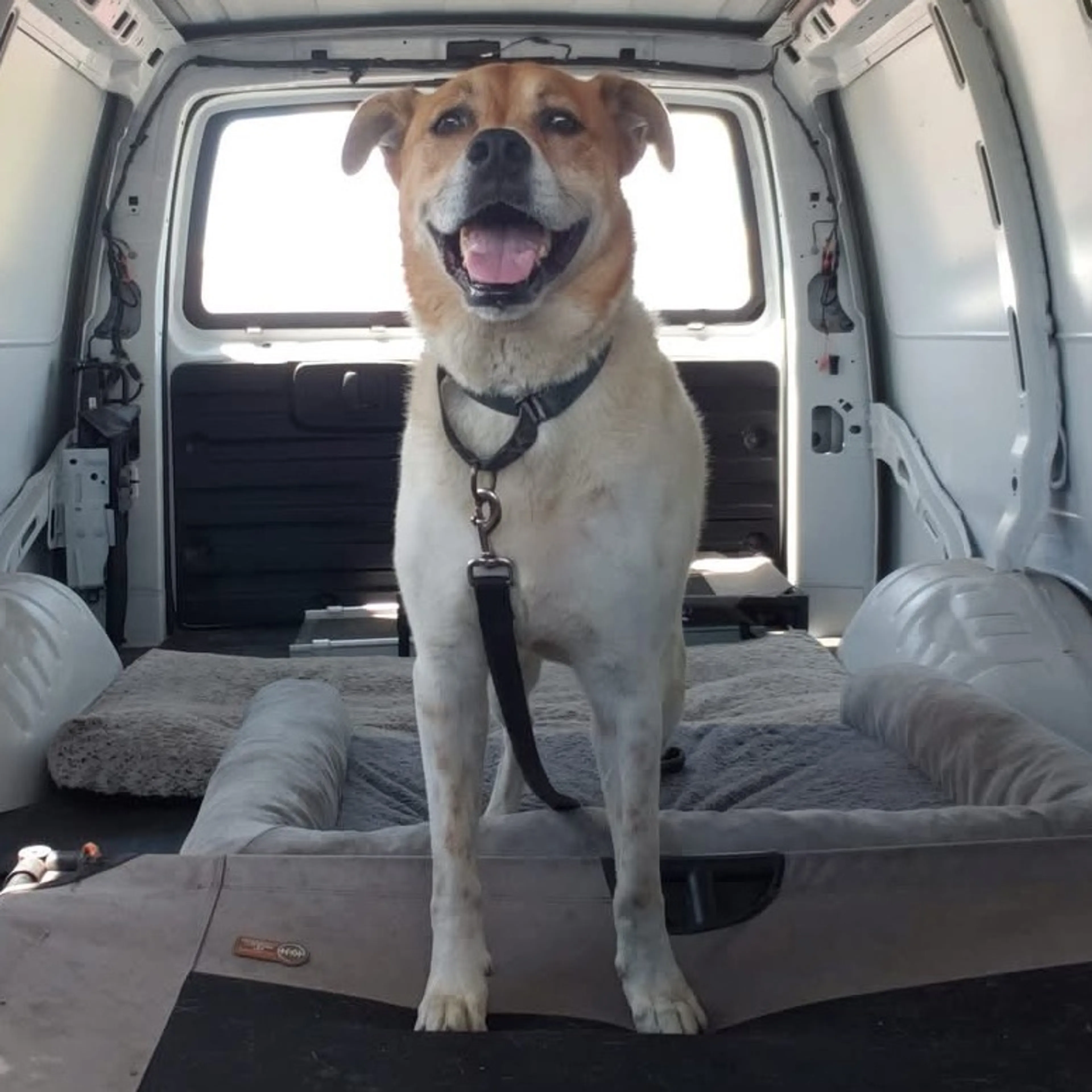 Found pet-12