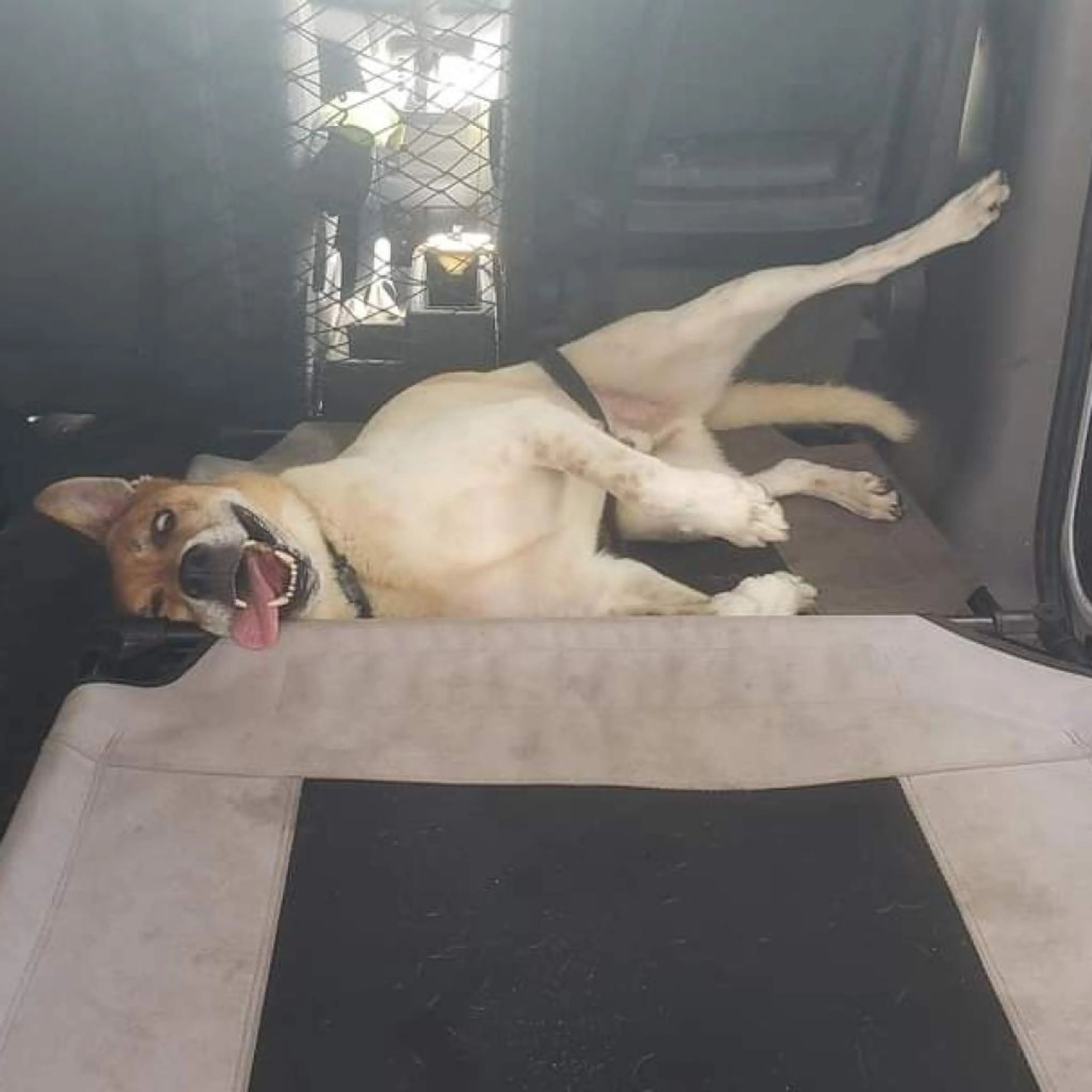 Found pet-3