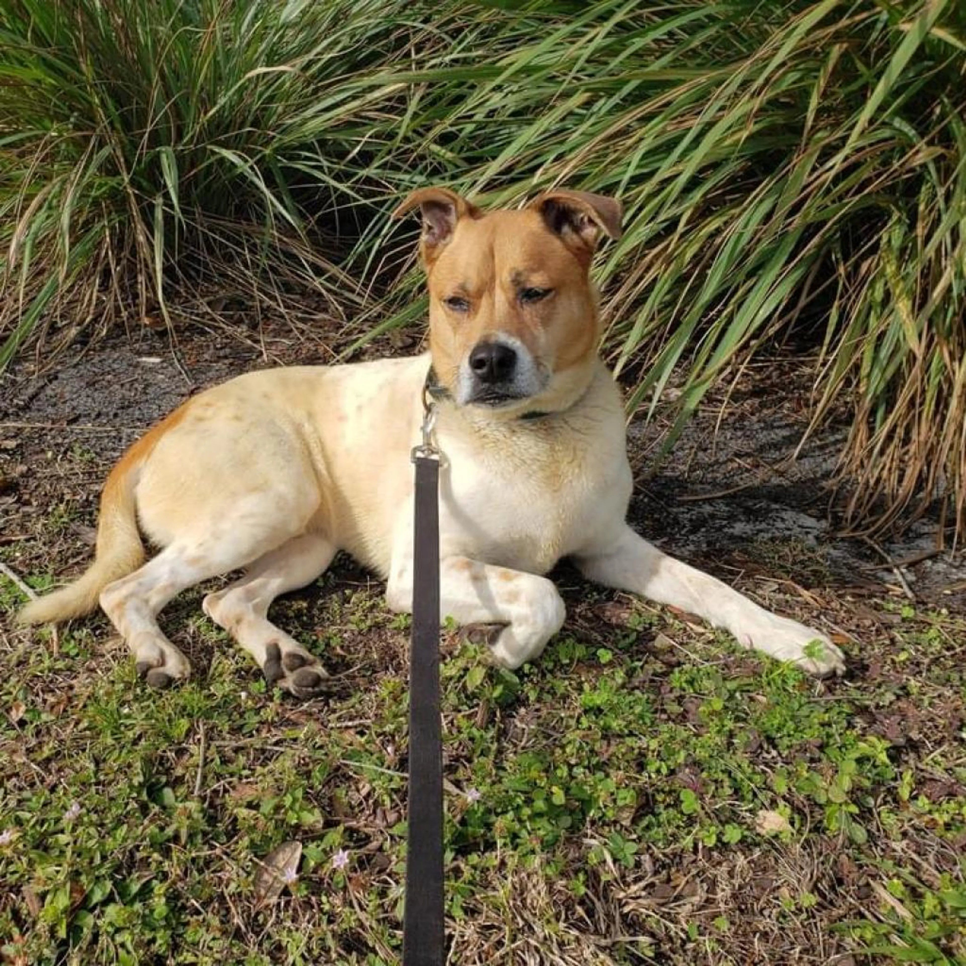 Found pet-8