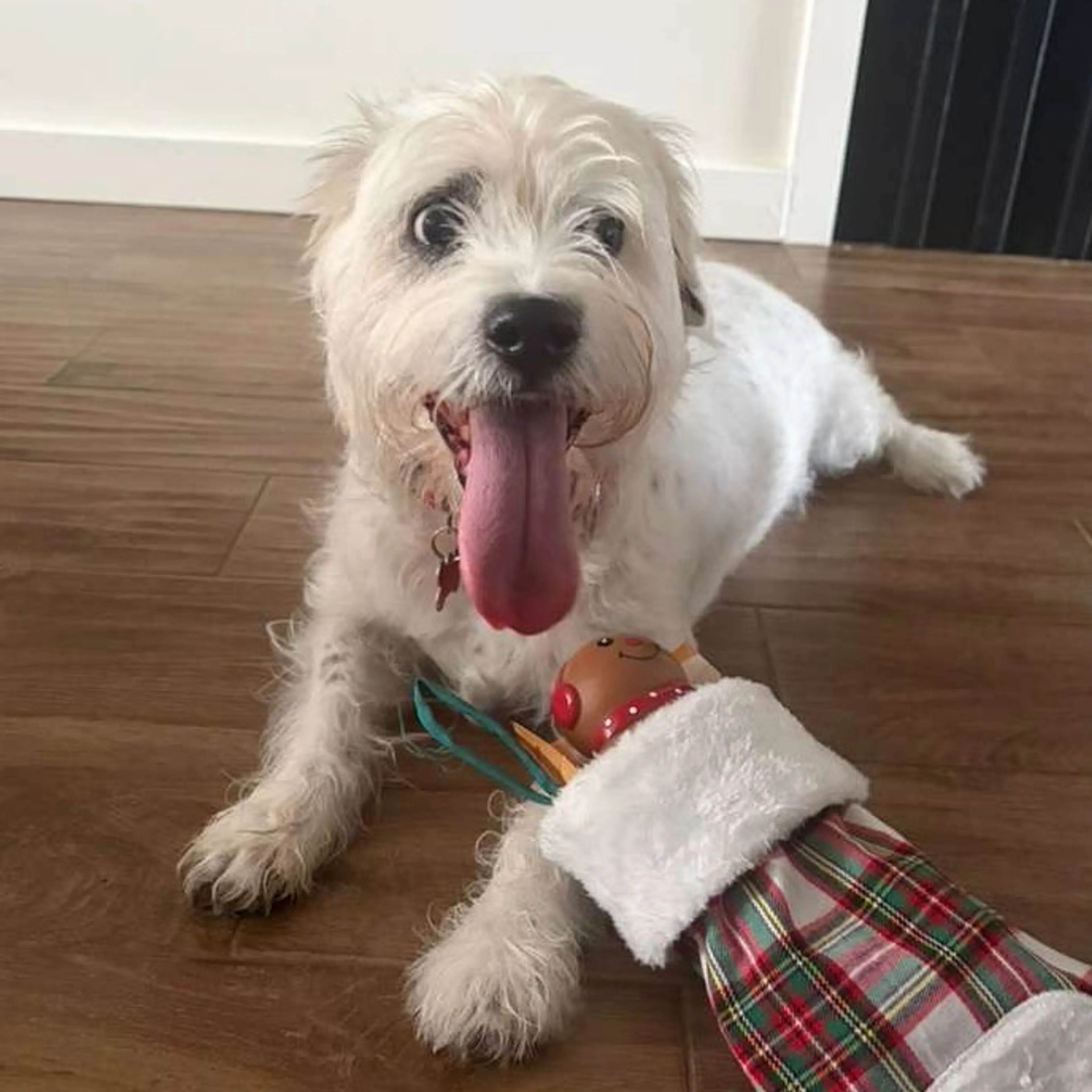 Found pet-9