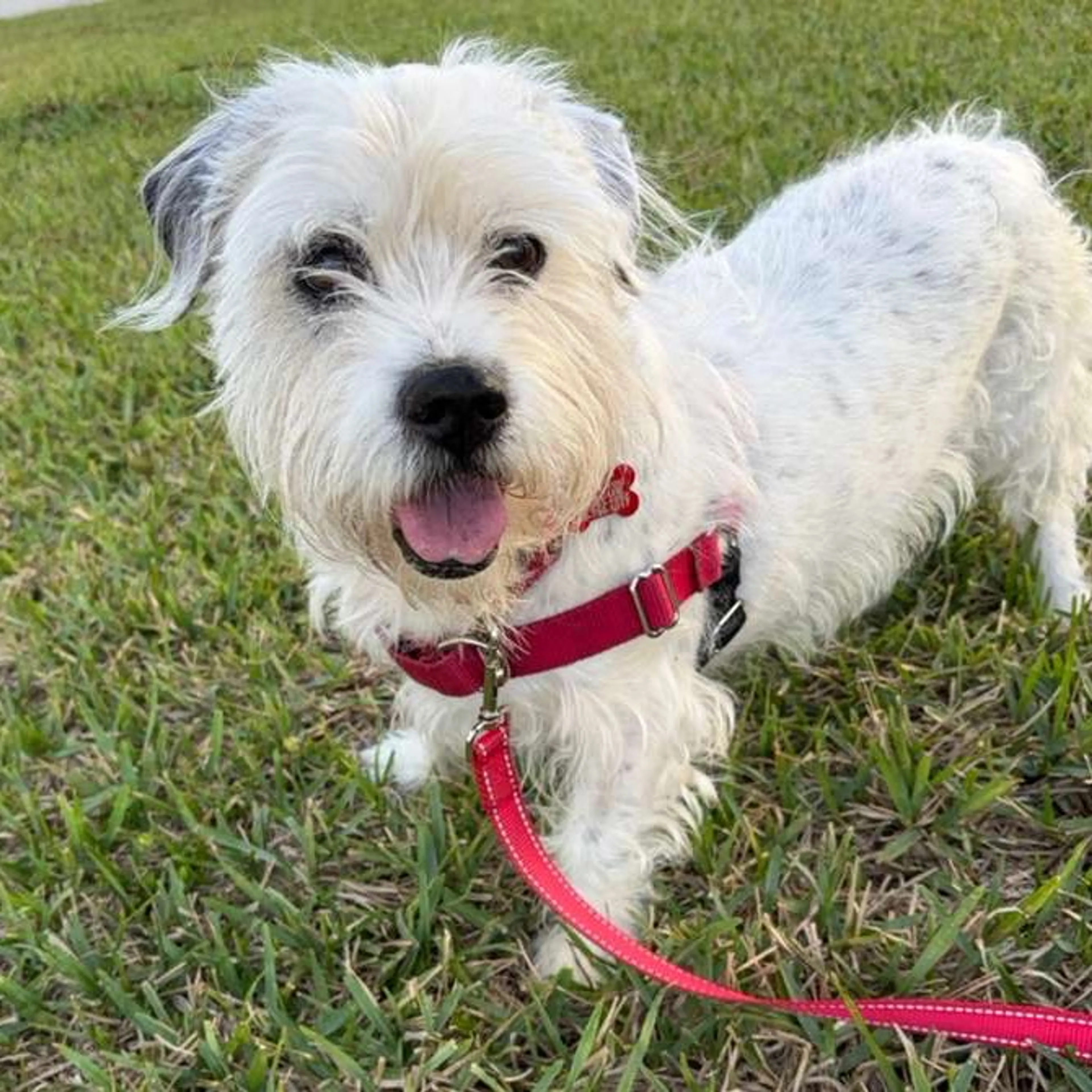 Found pet-10