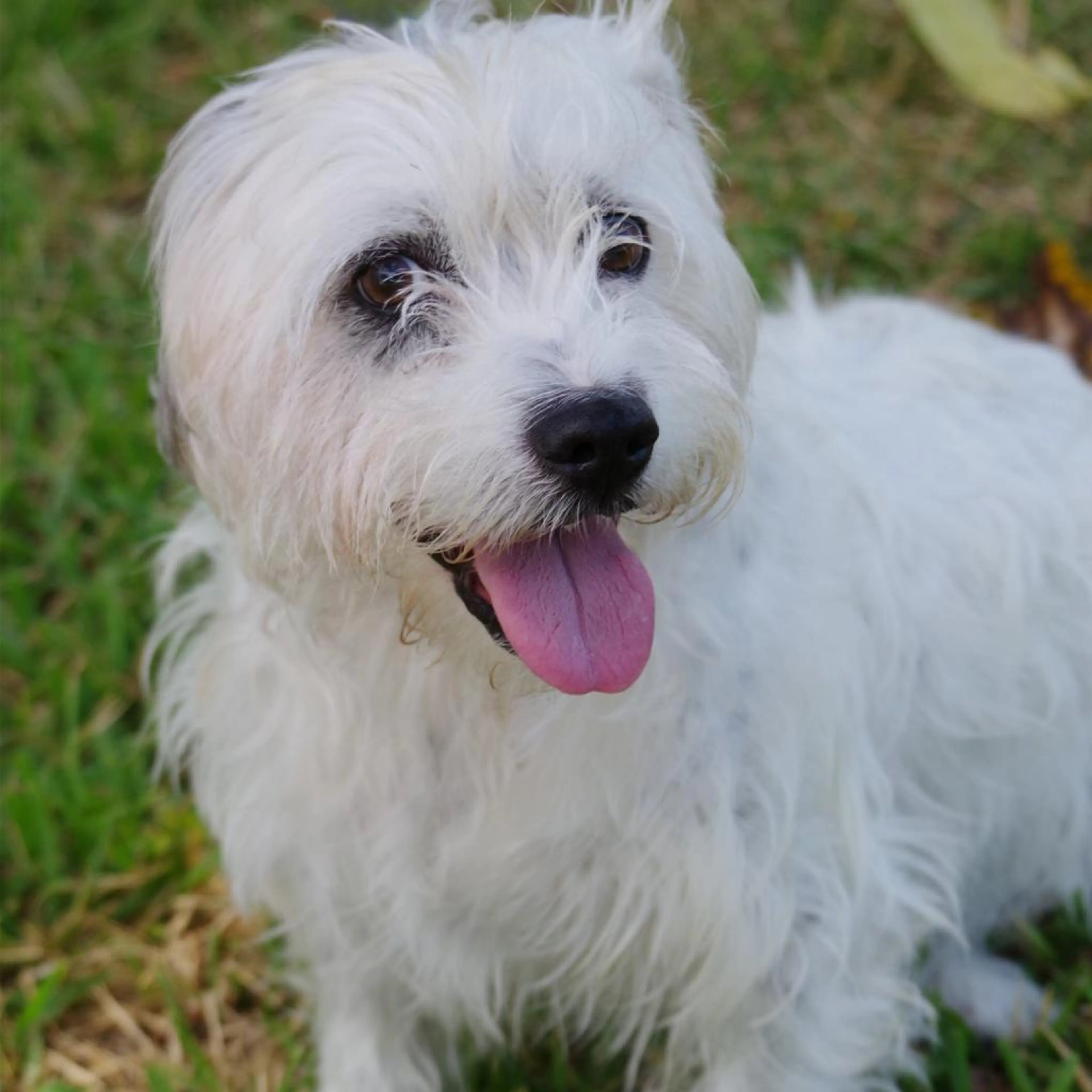 Found pet-3