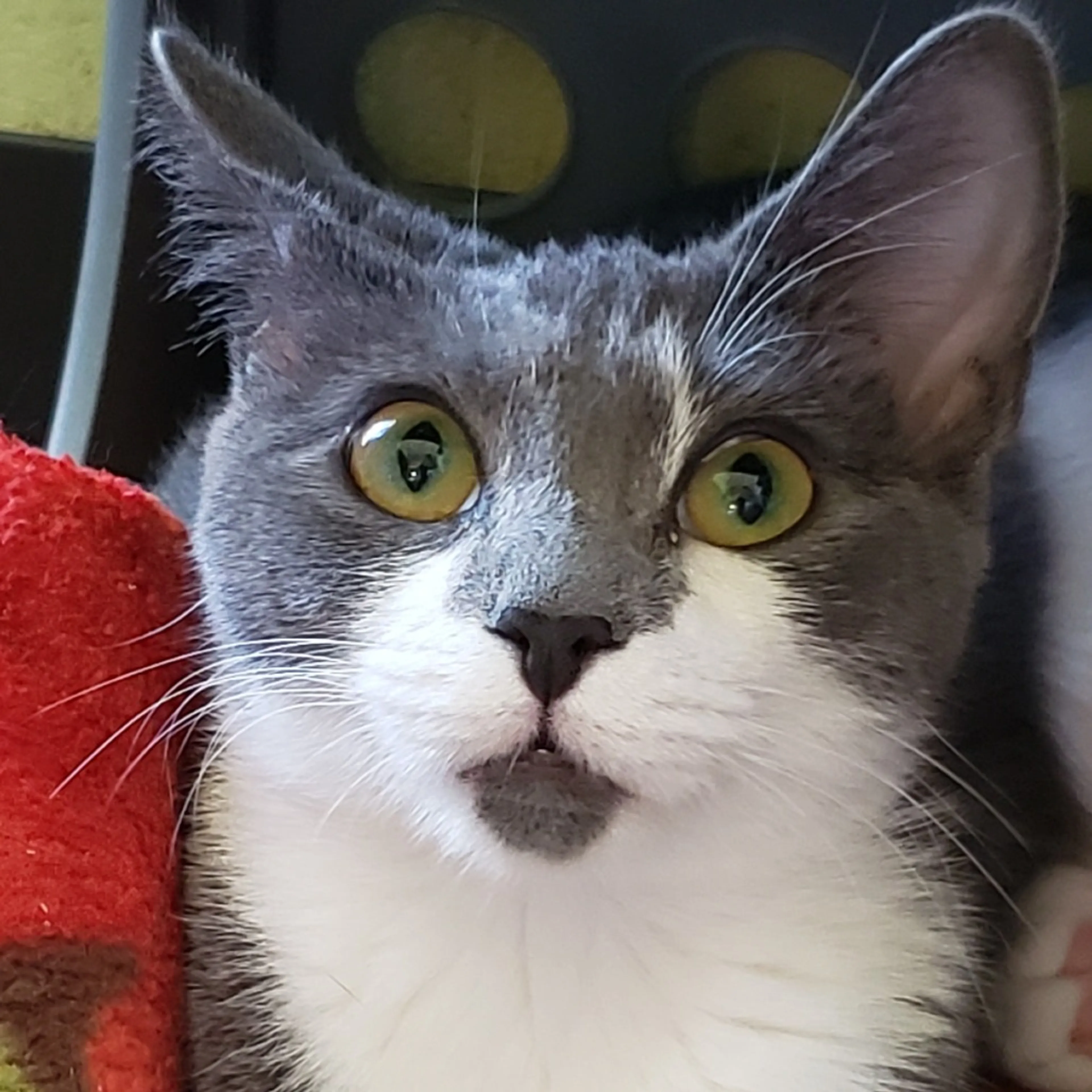 Found pet-3