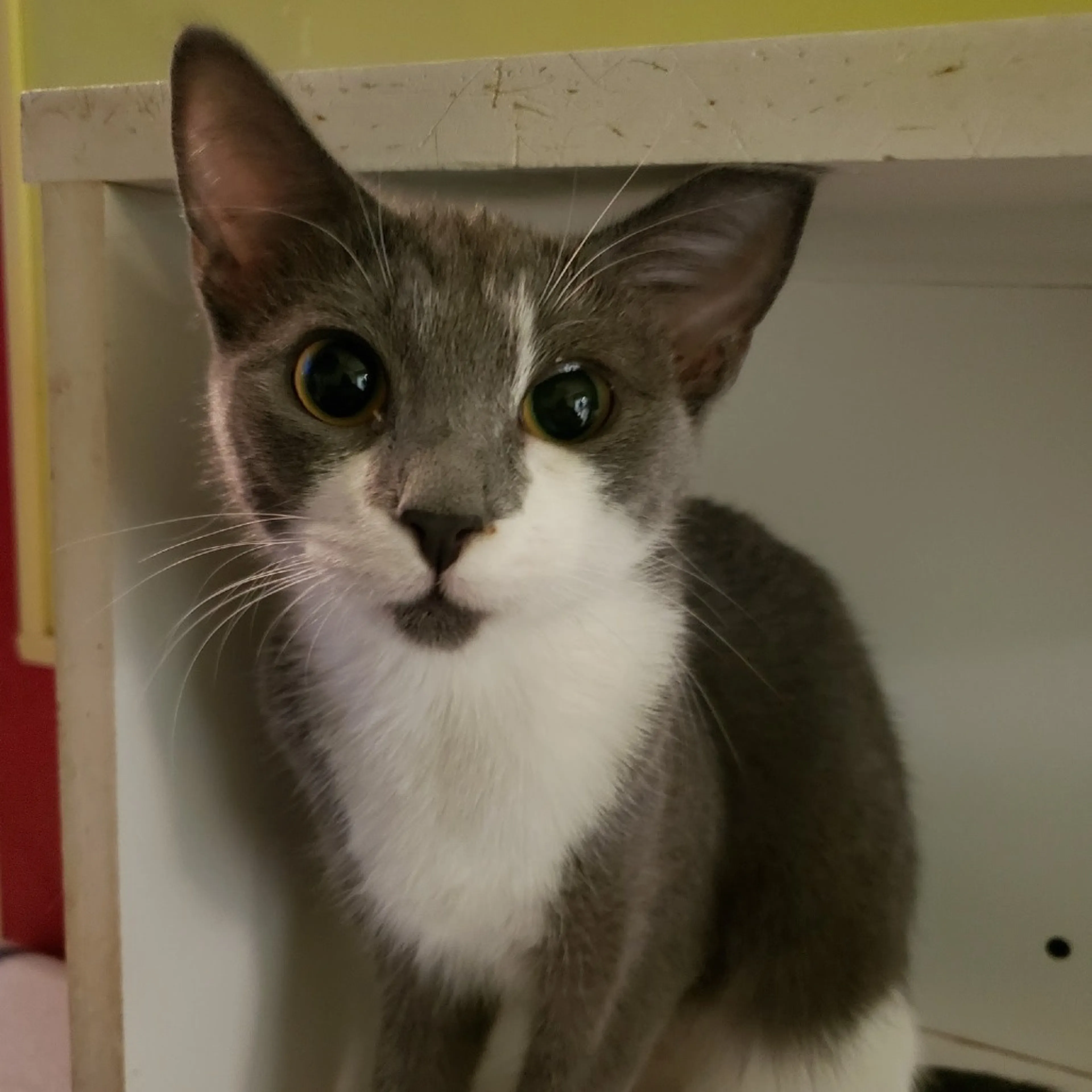 Found pet-2