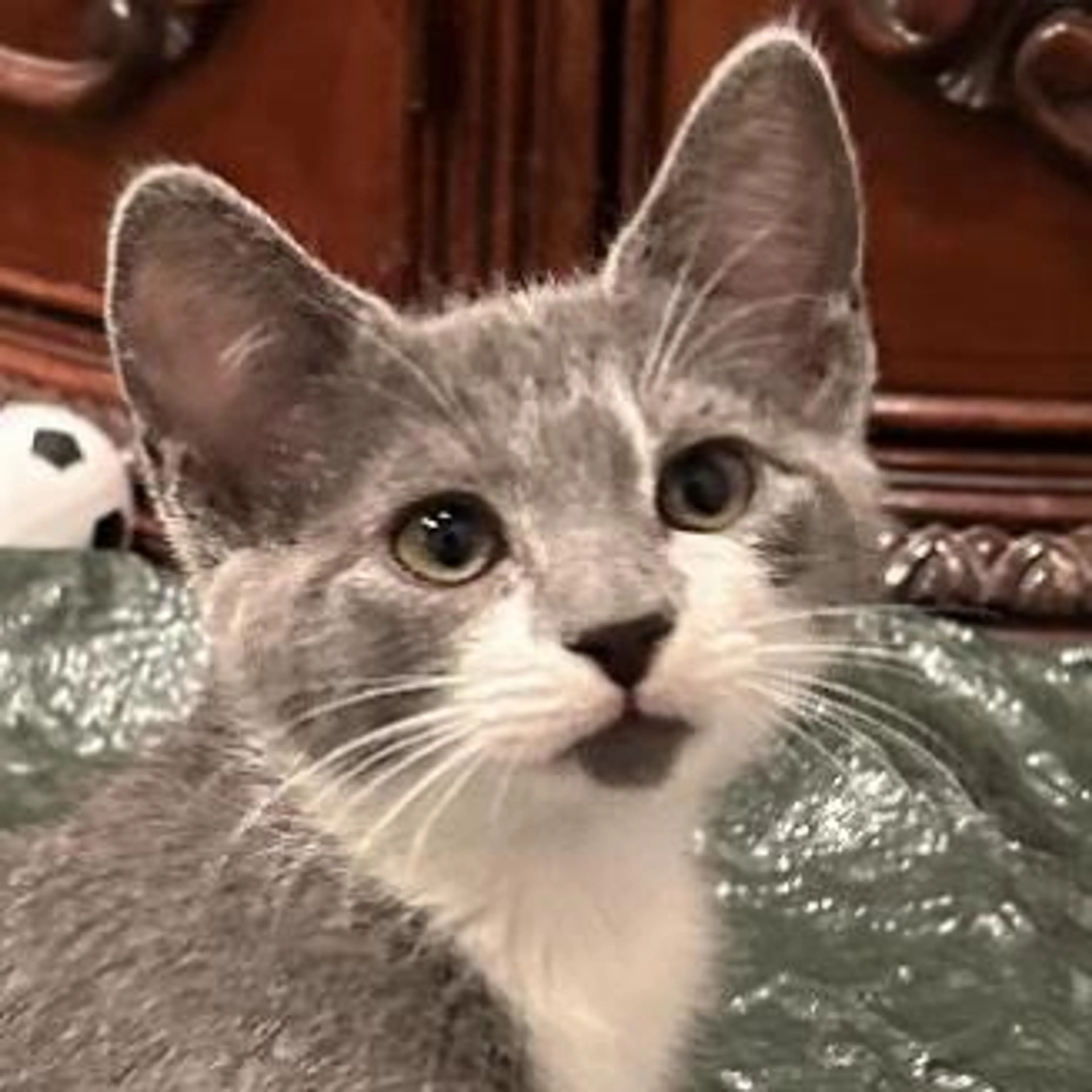 Found pet-1