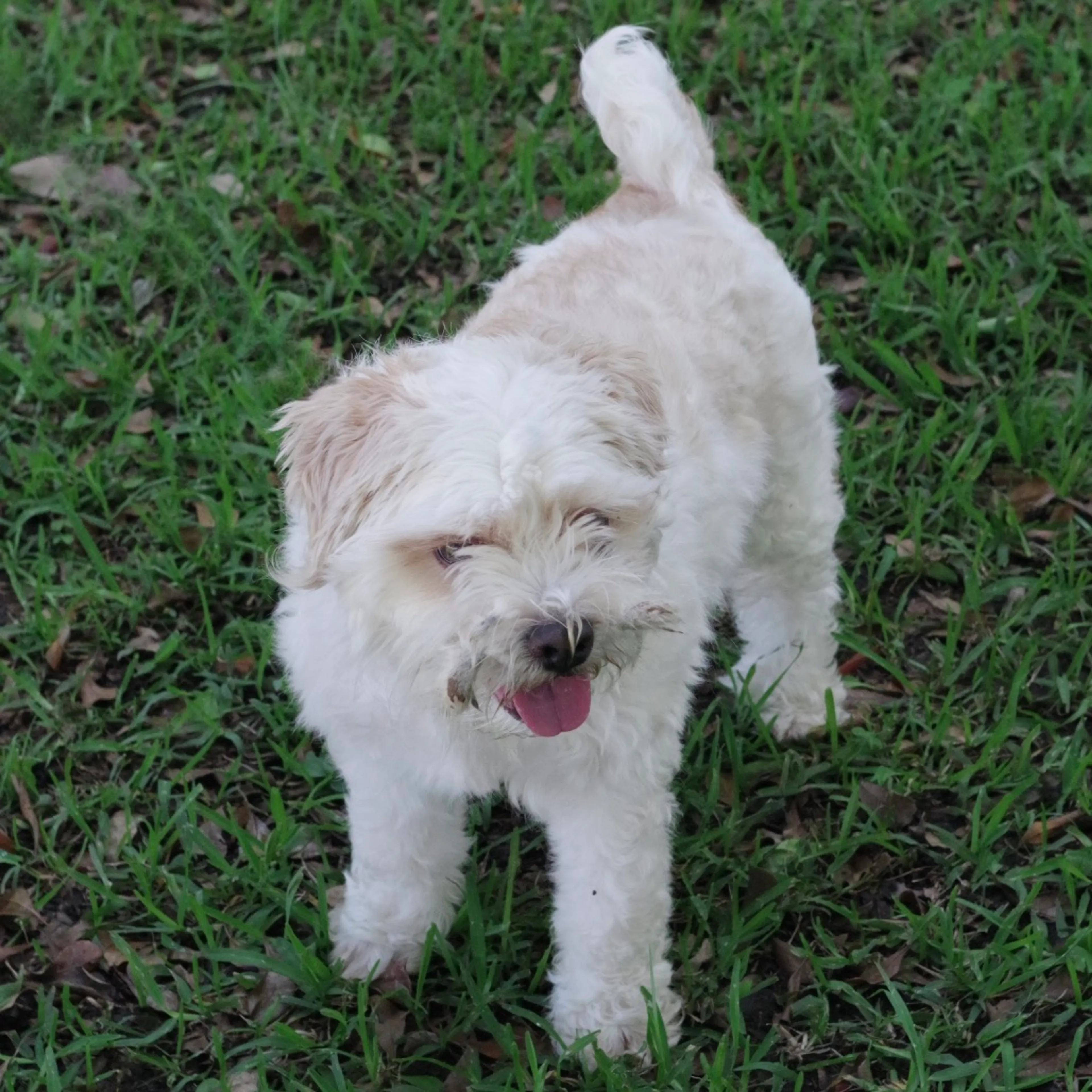 Found pet-8