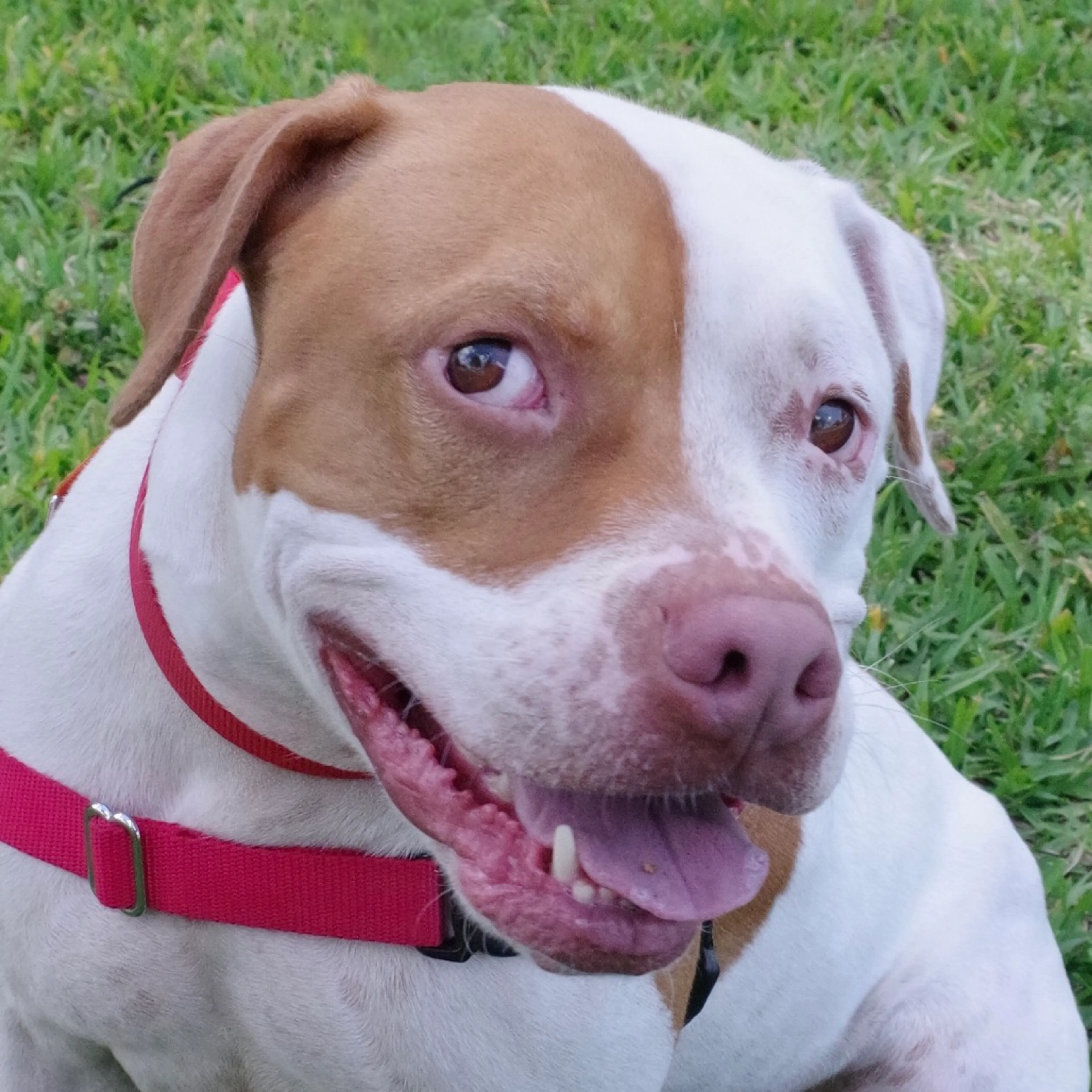 Found pet-11