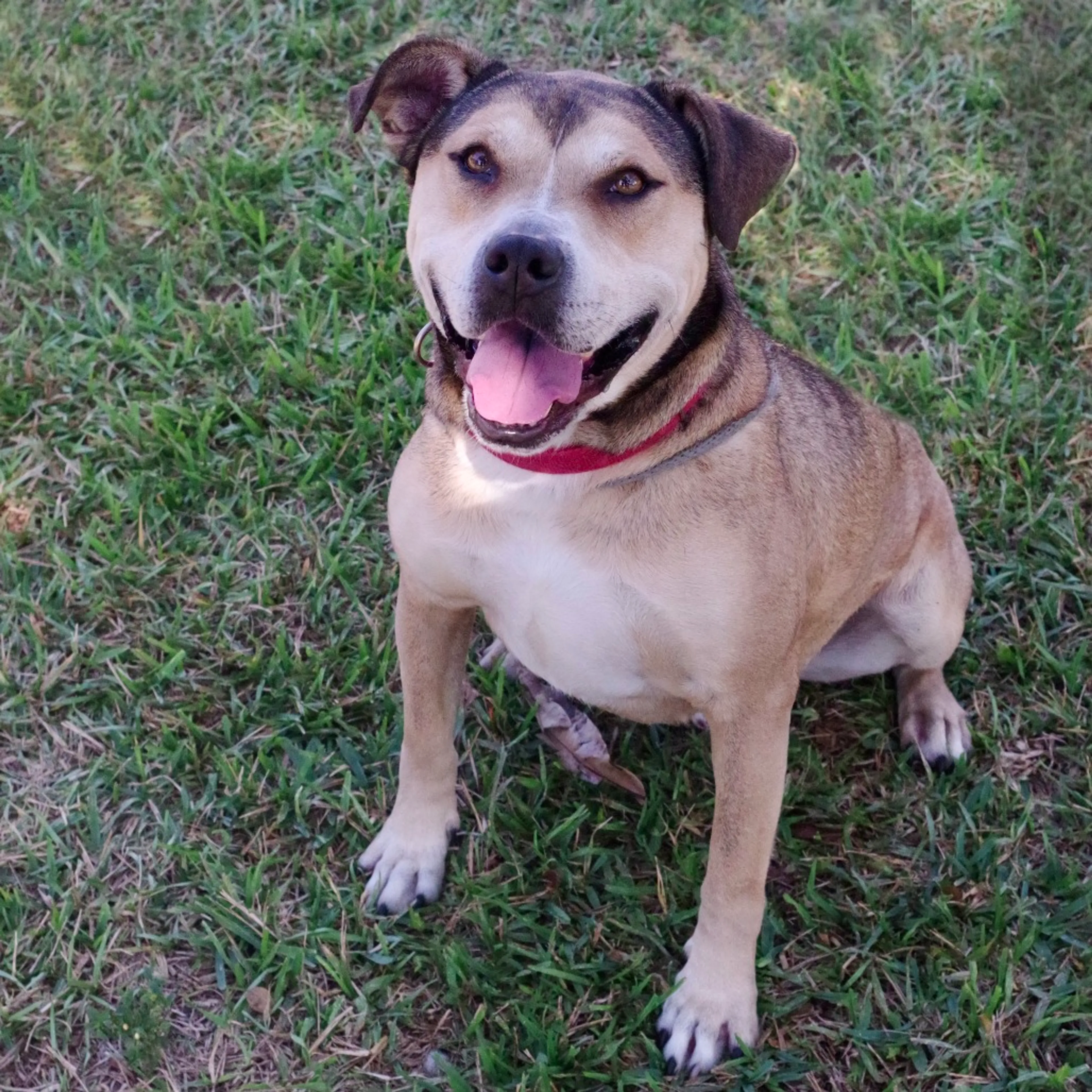 Found pet-5