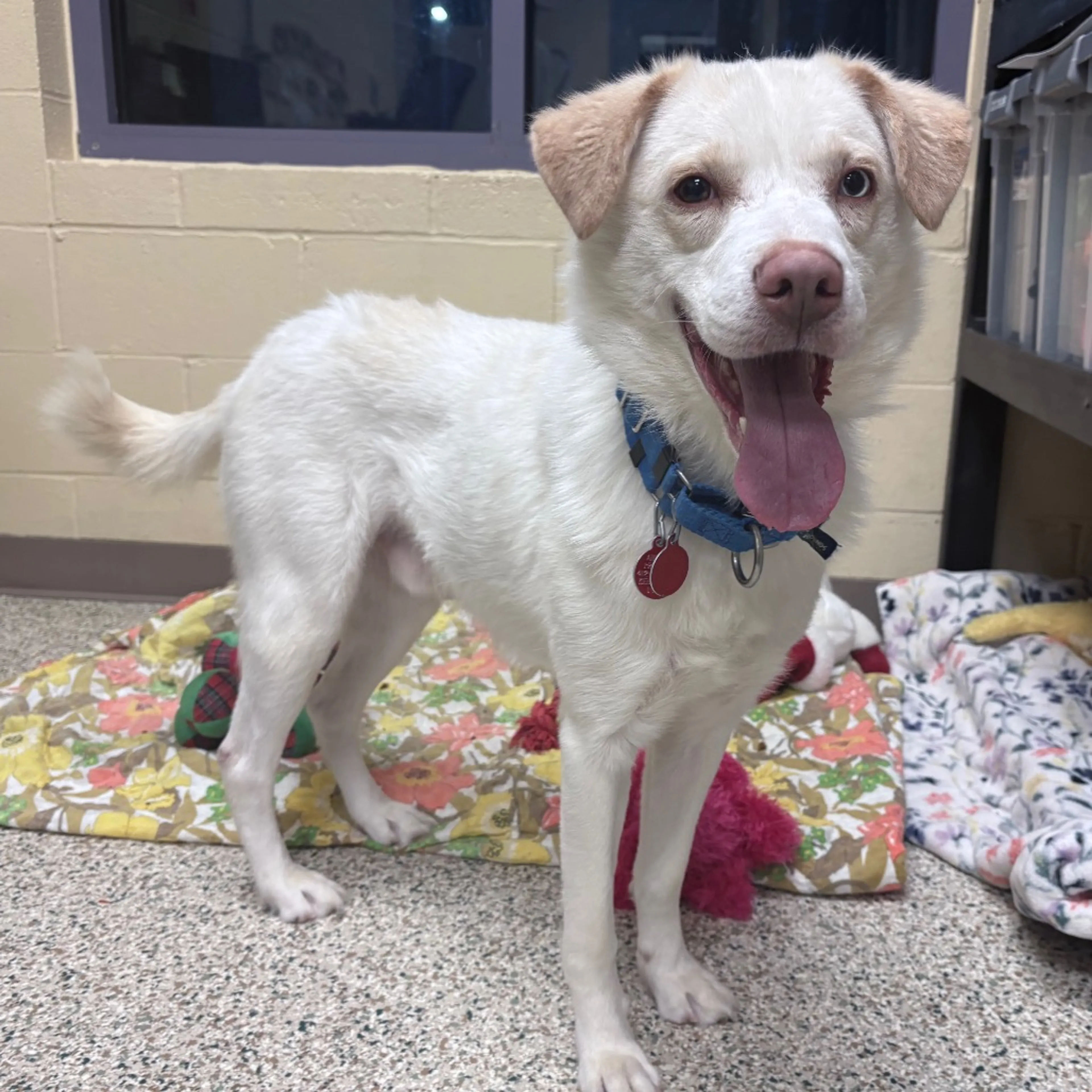 Found pet-4