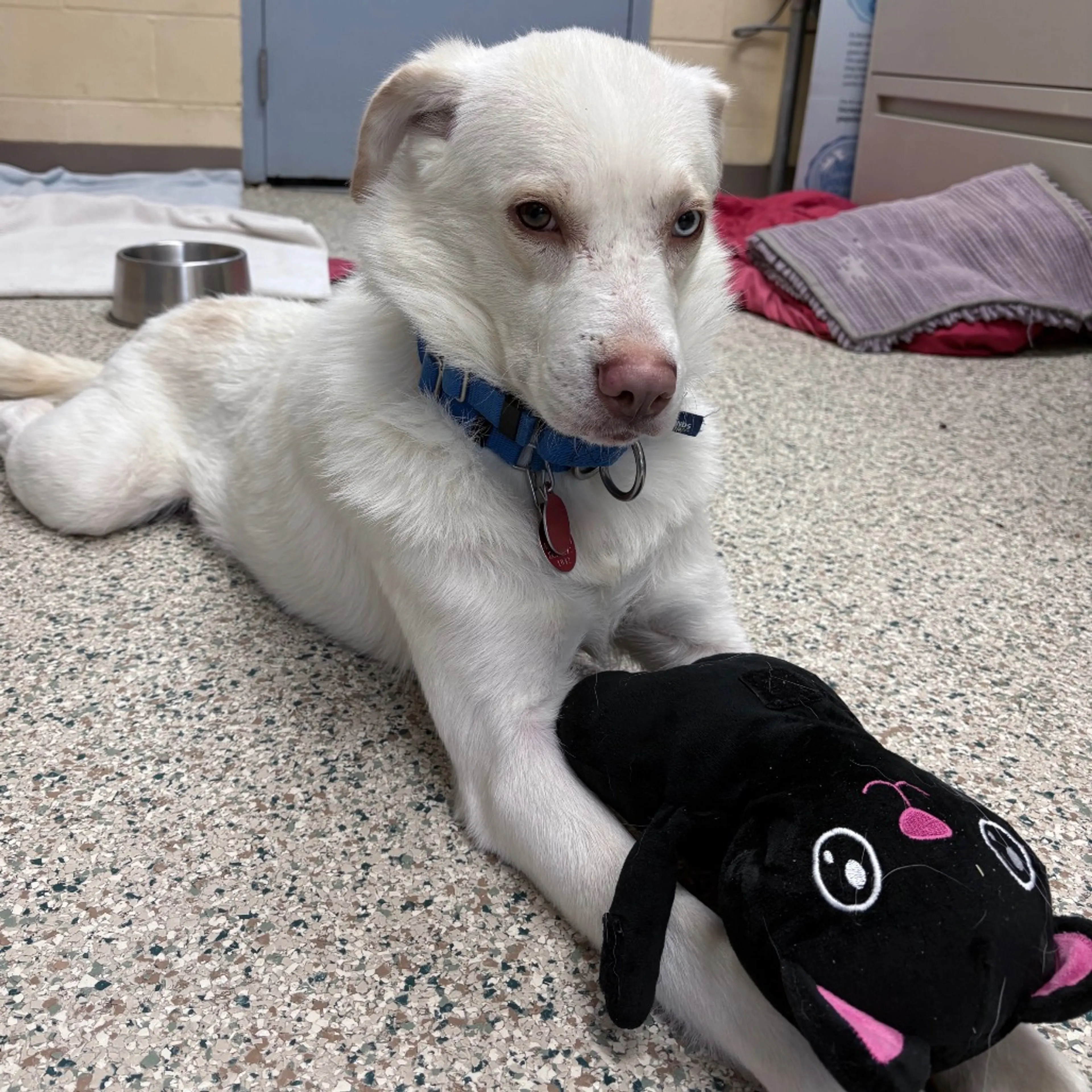Found pet-3
