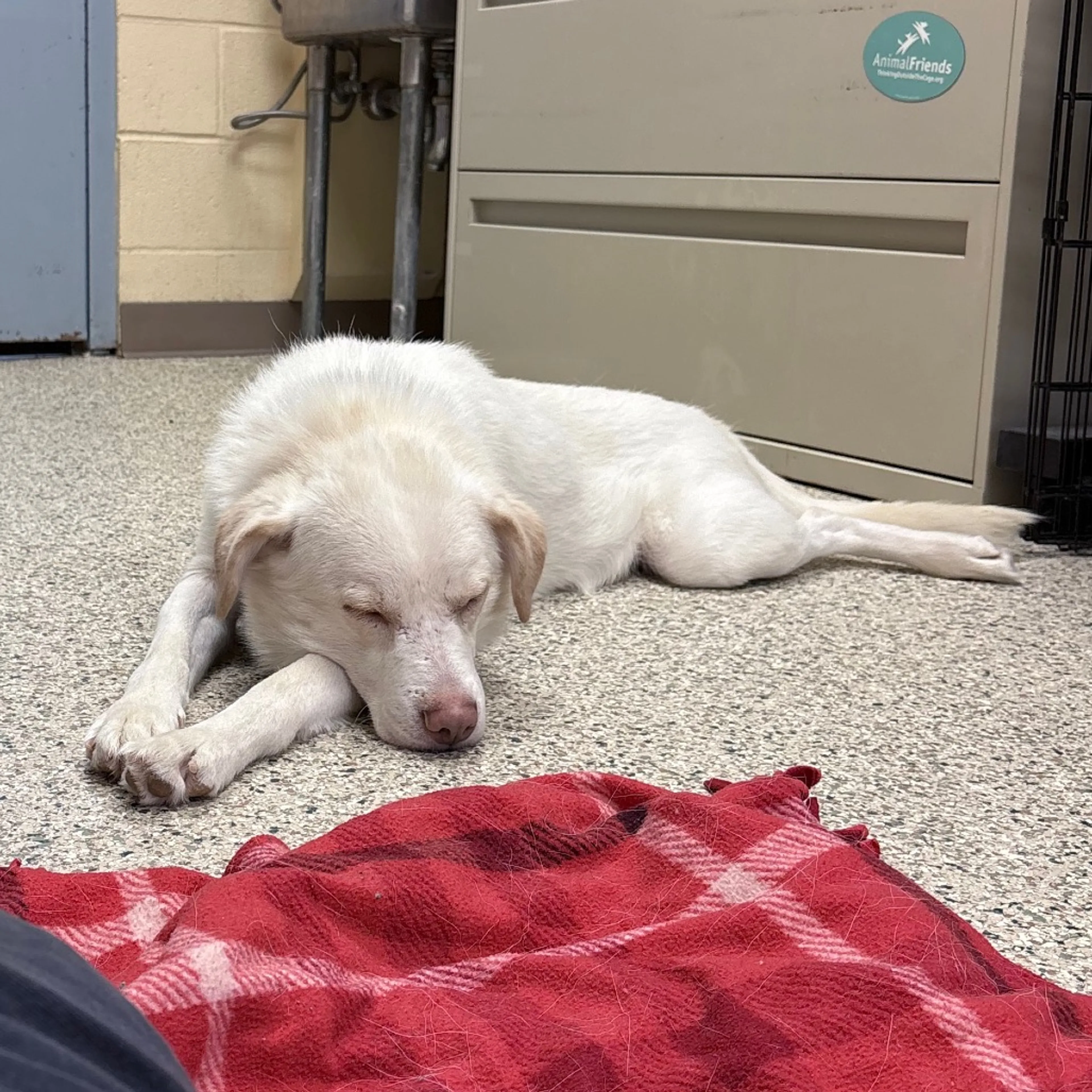 Found pet-2