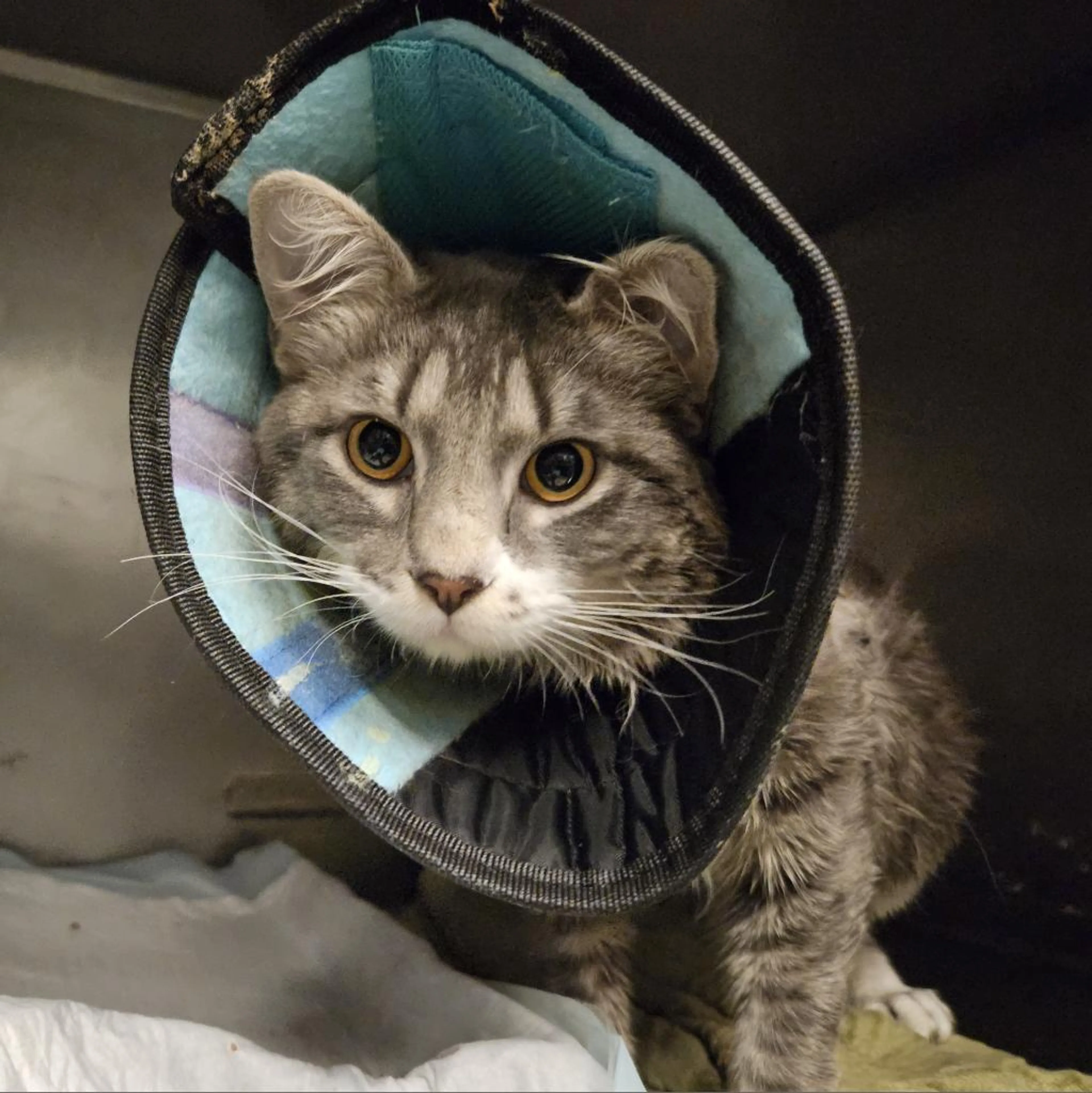 -20