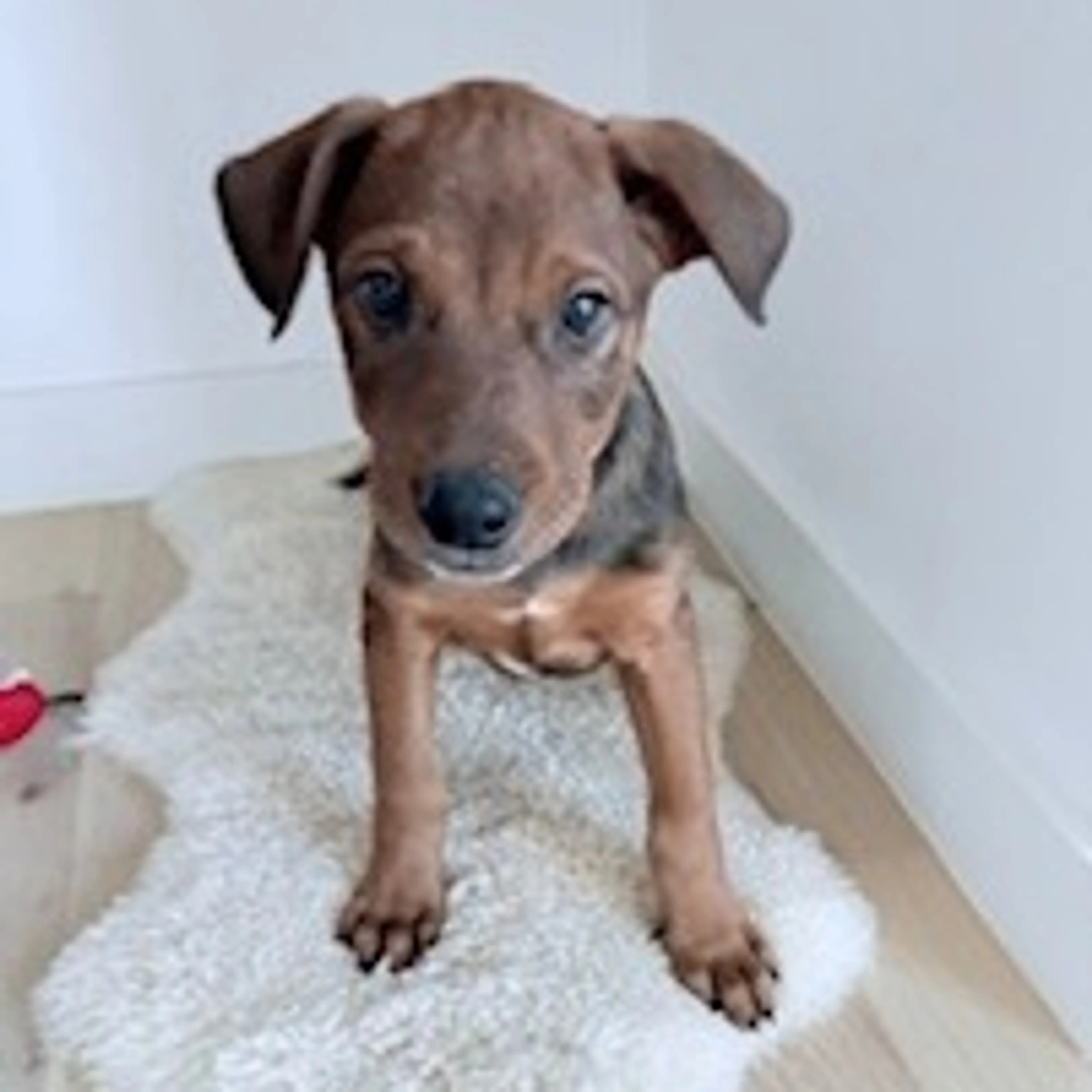 Found pet-2
