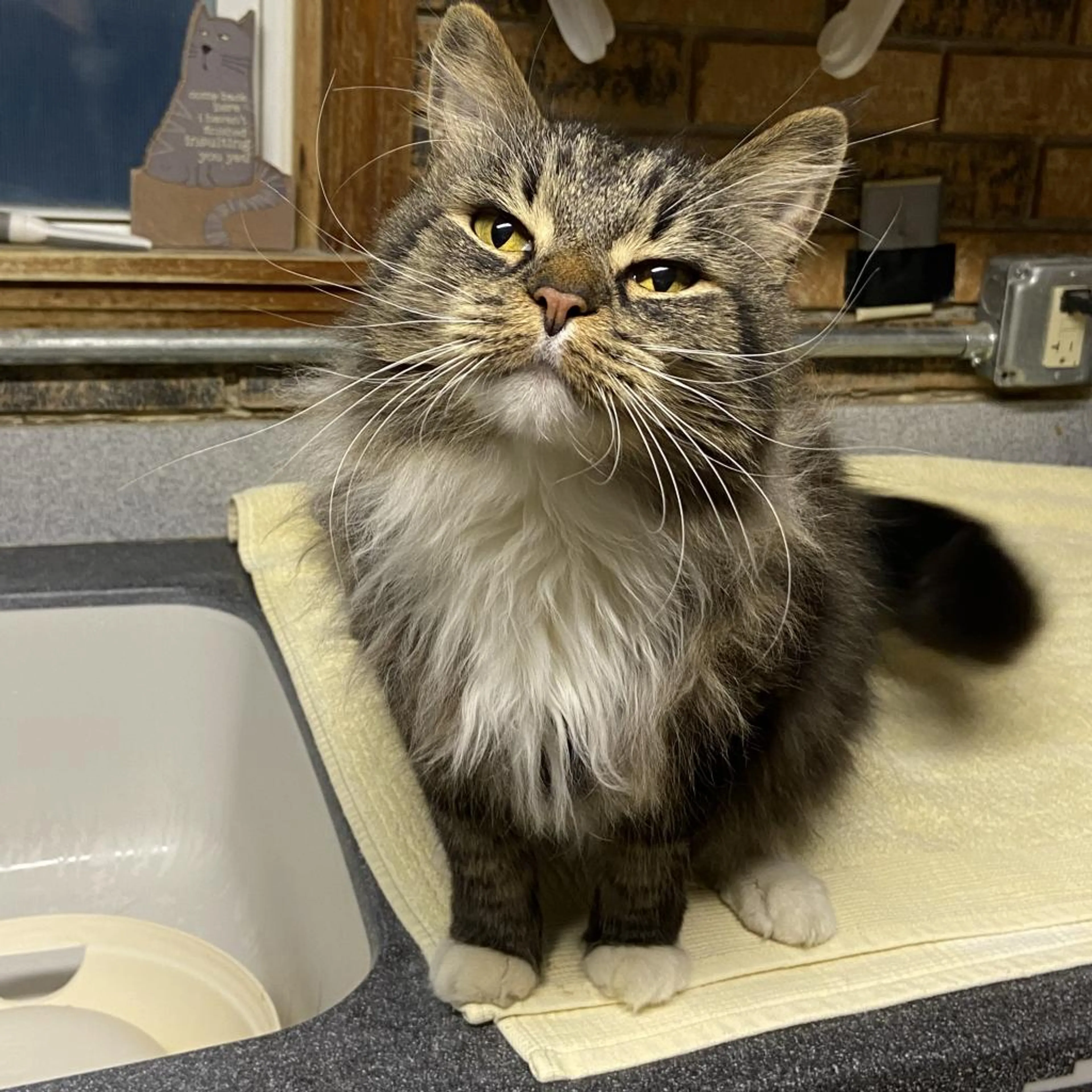 Found pet