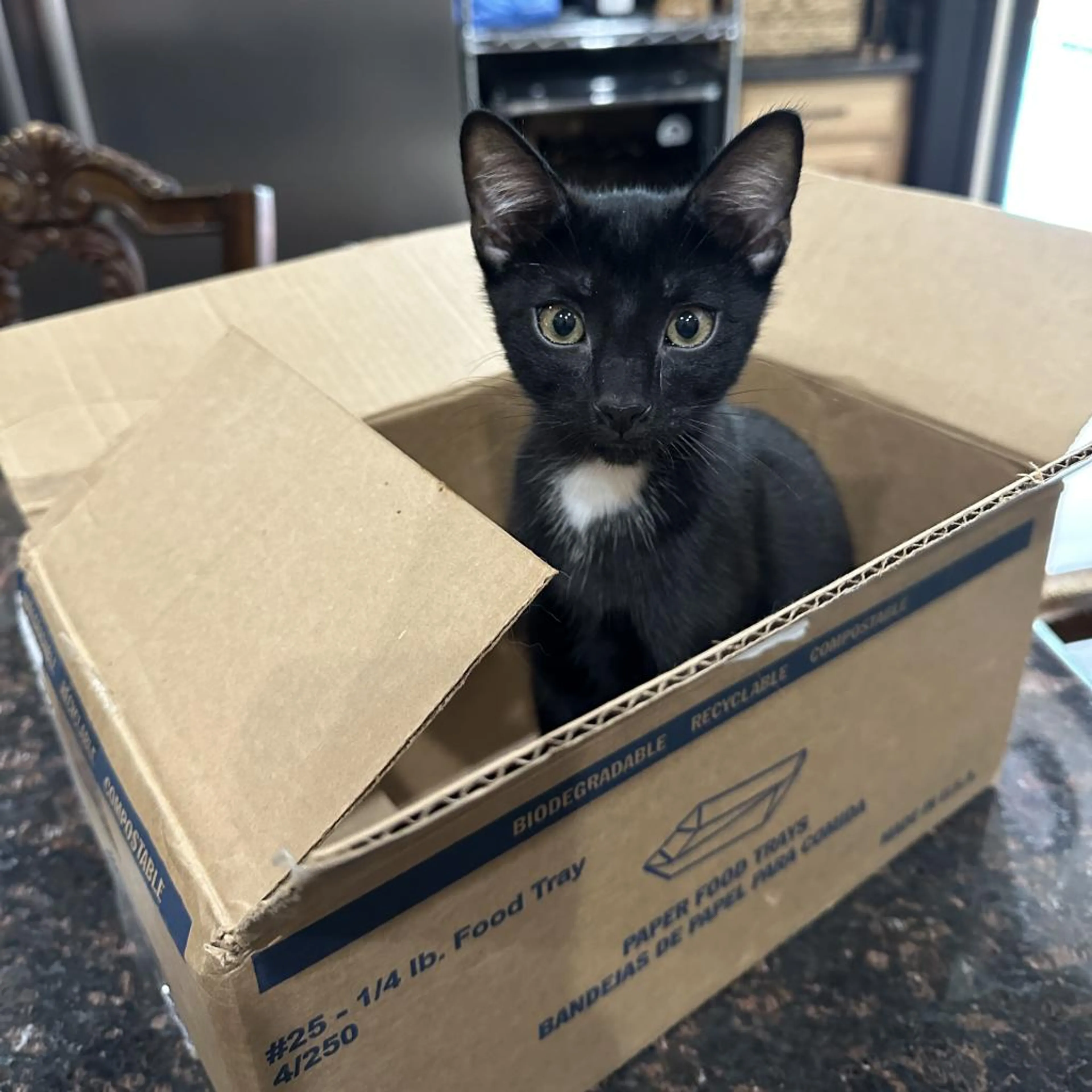 Found pet