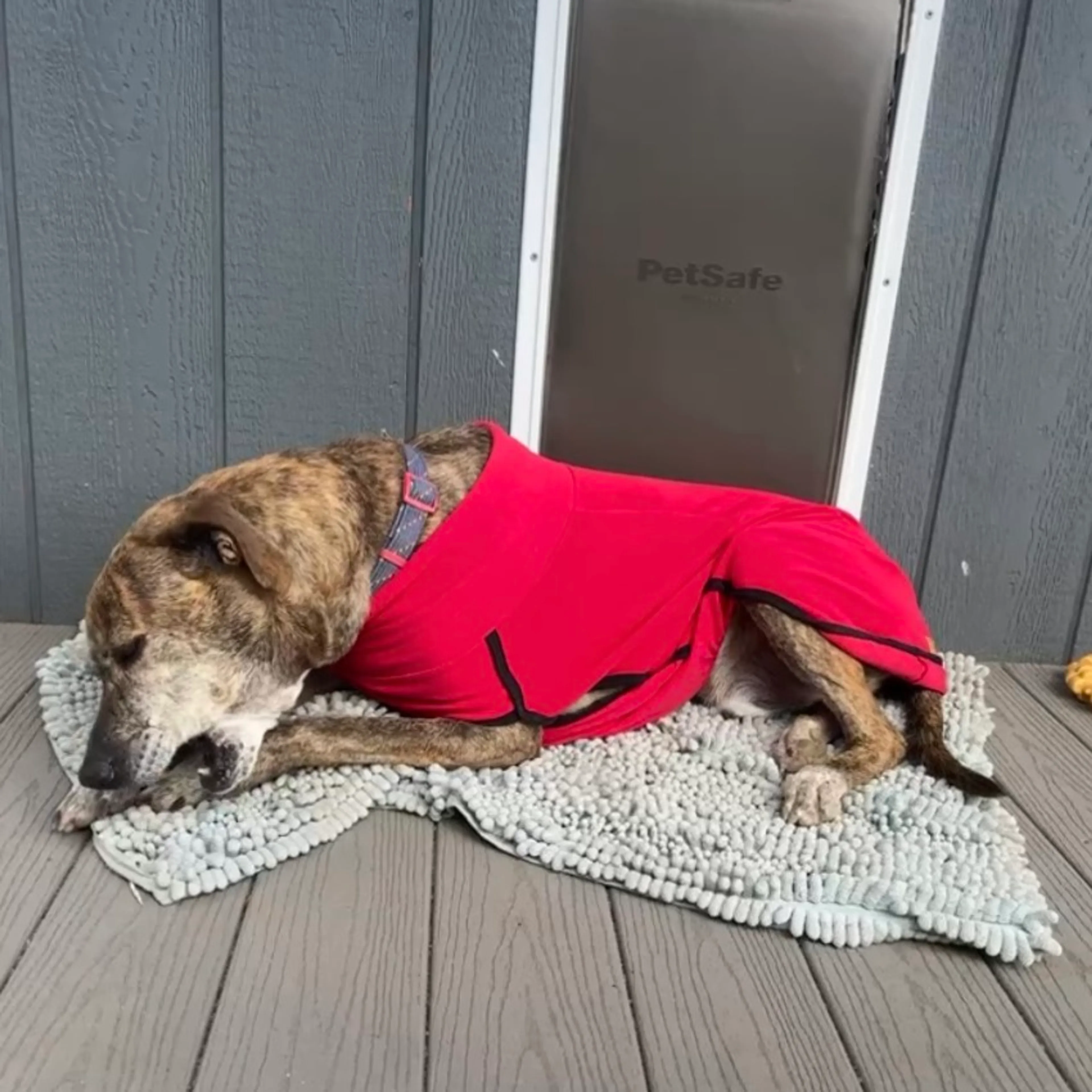Found pet-6