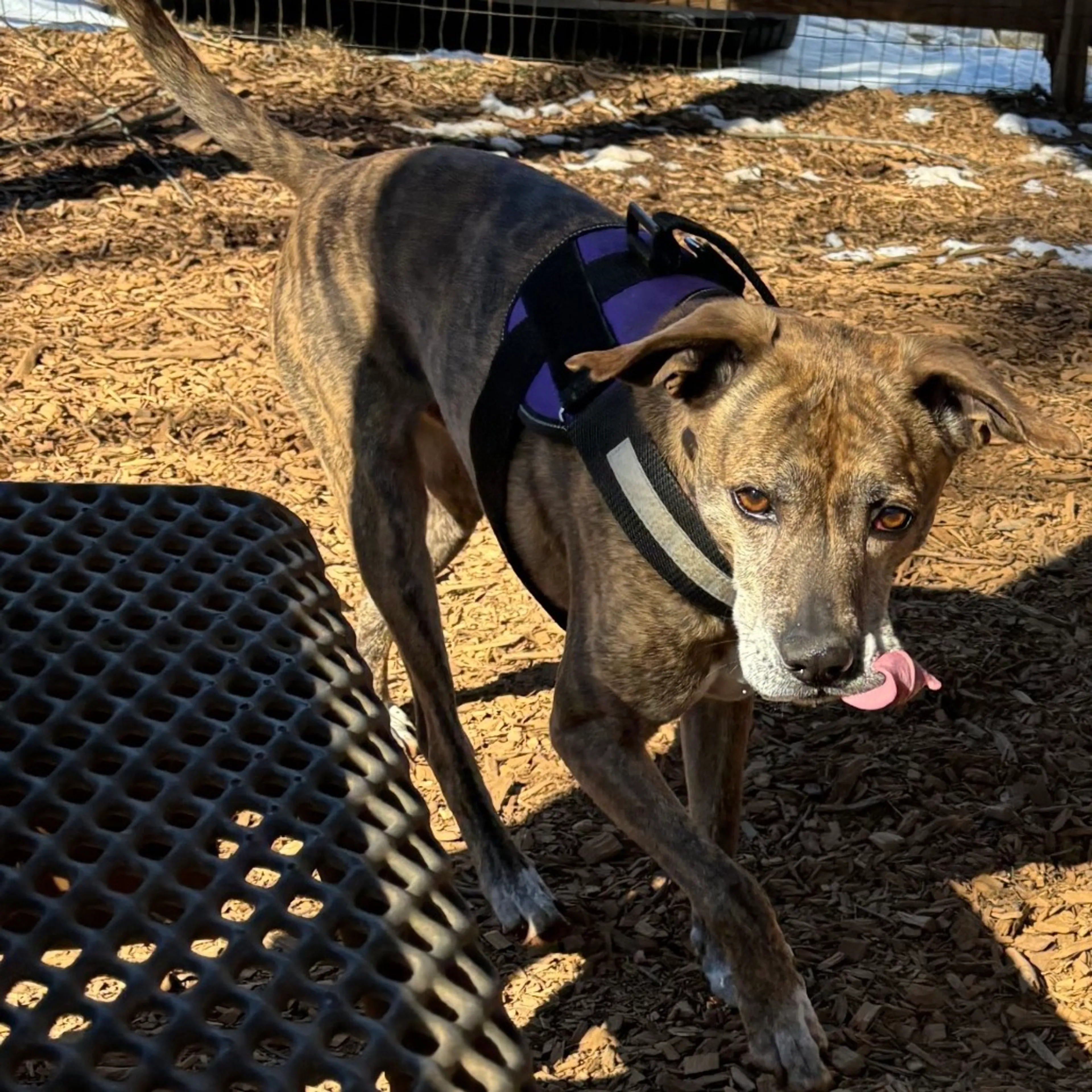 Found pet-7