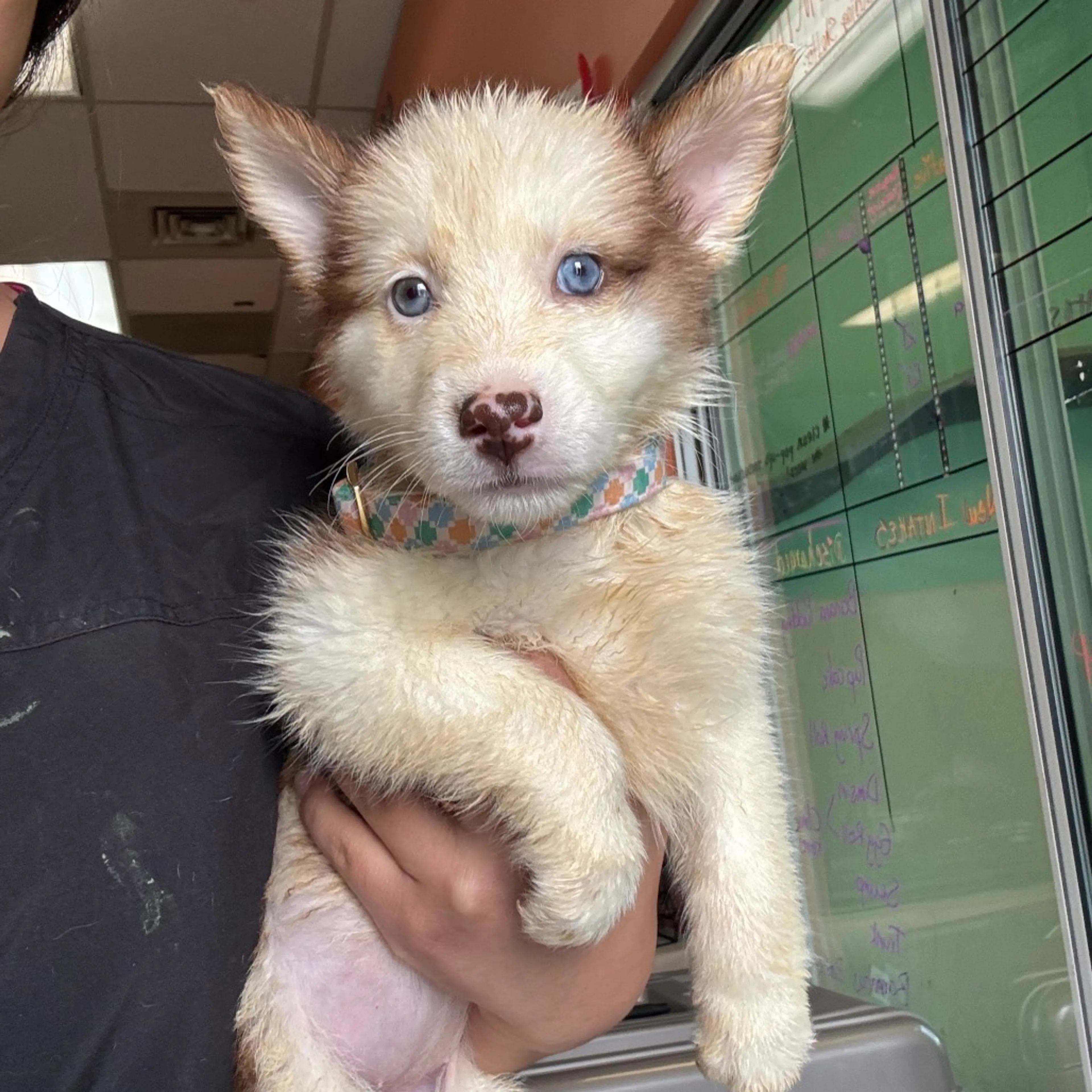Found pet-1