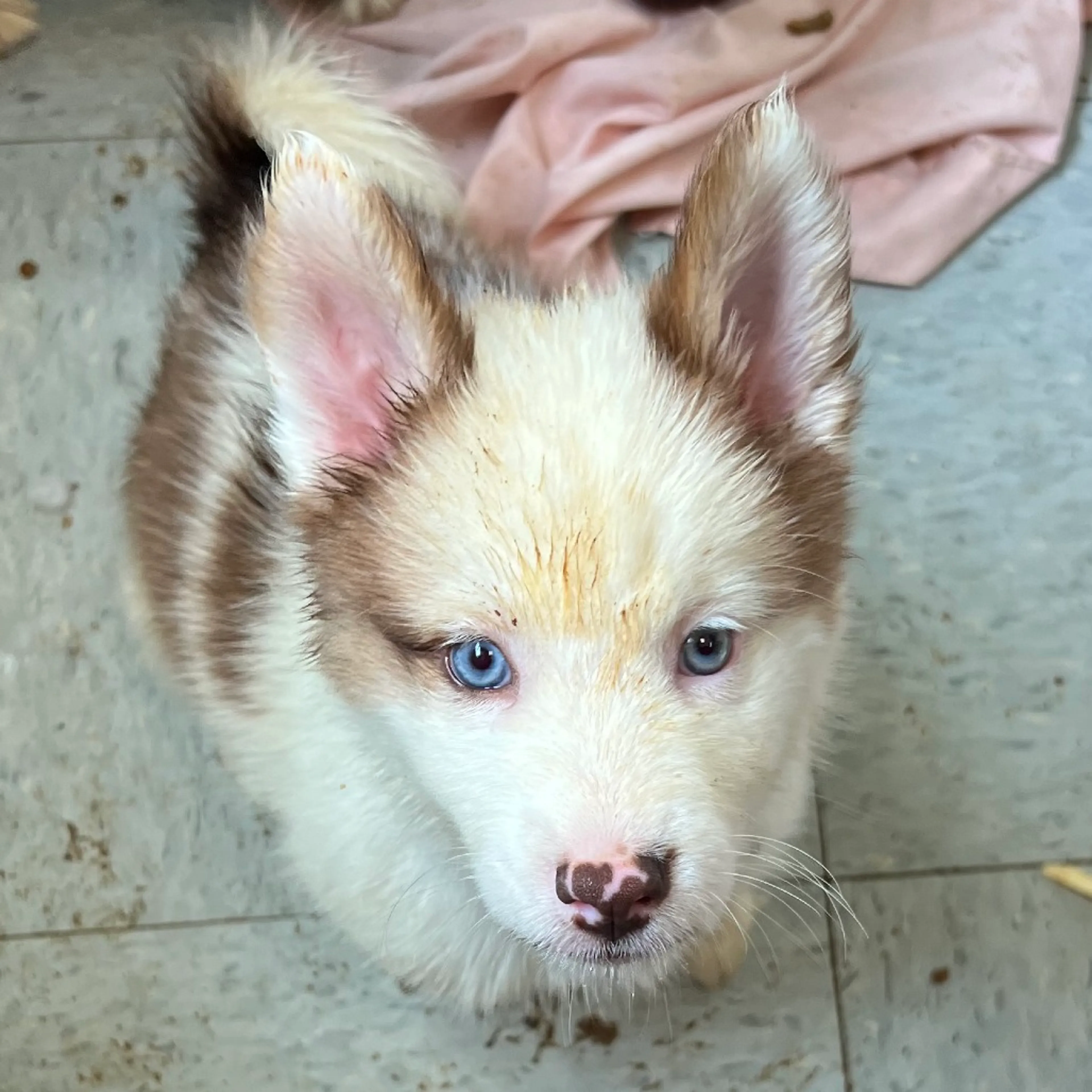 Found pet-3