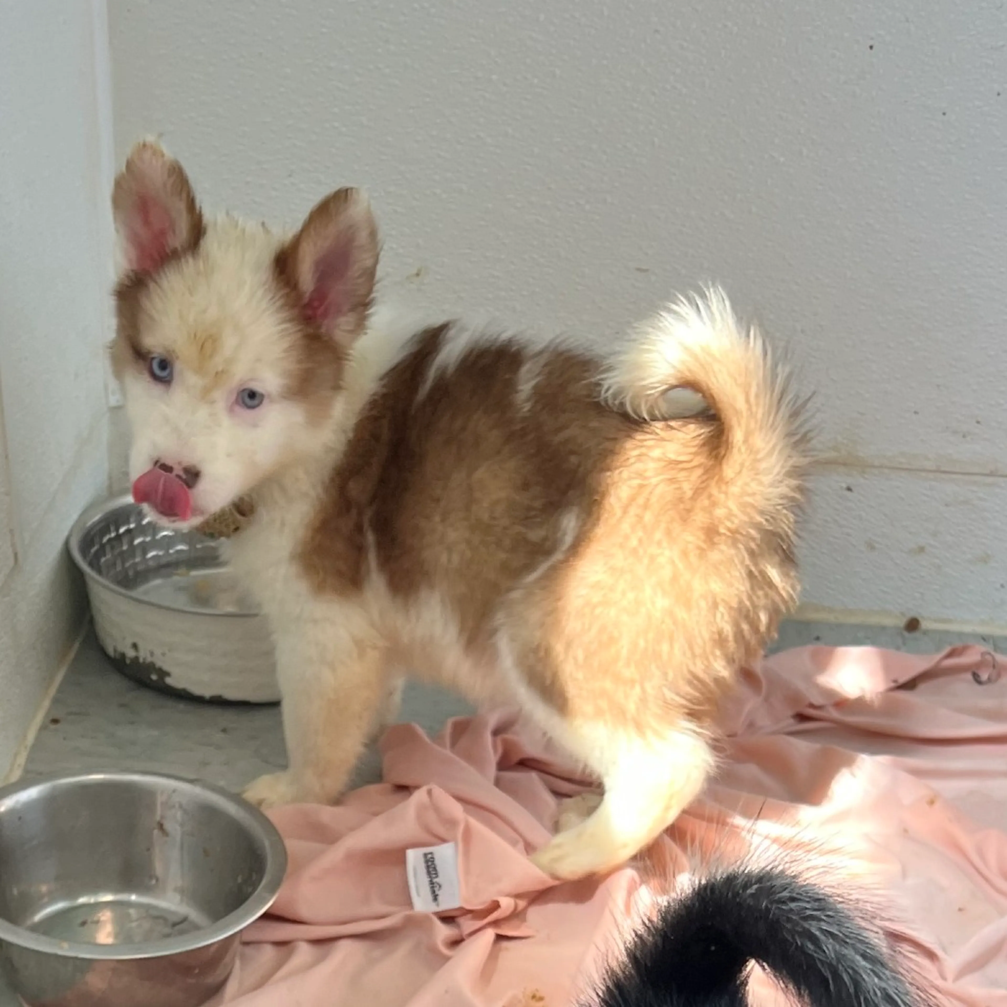 Found pet-2