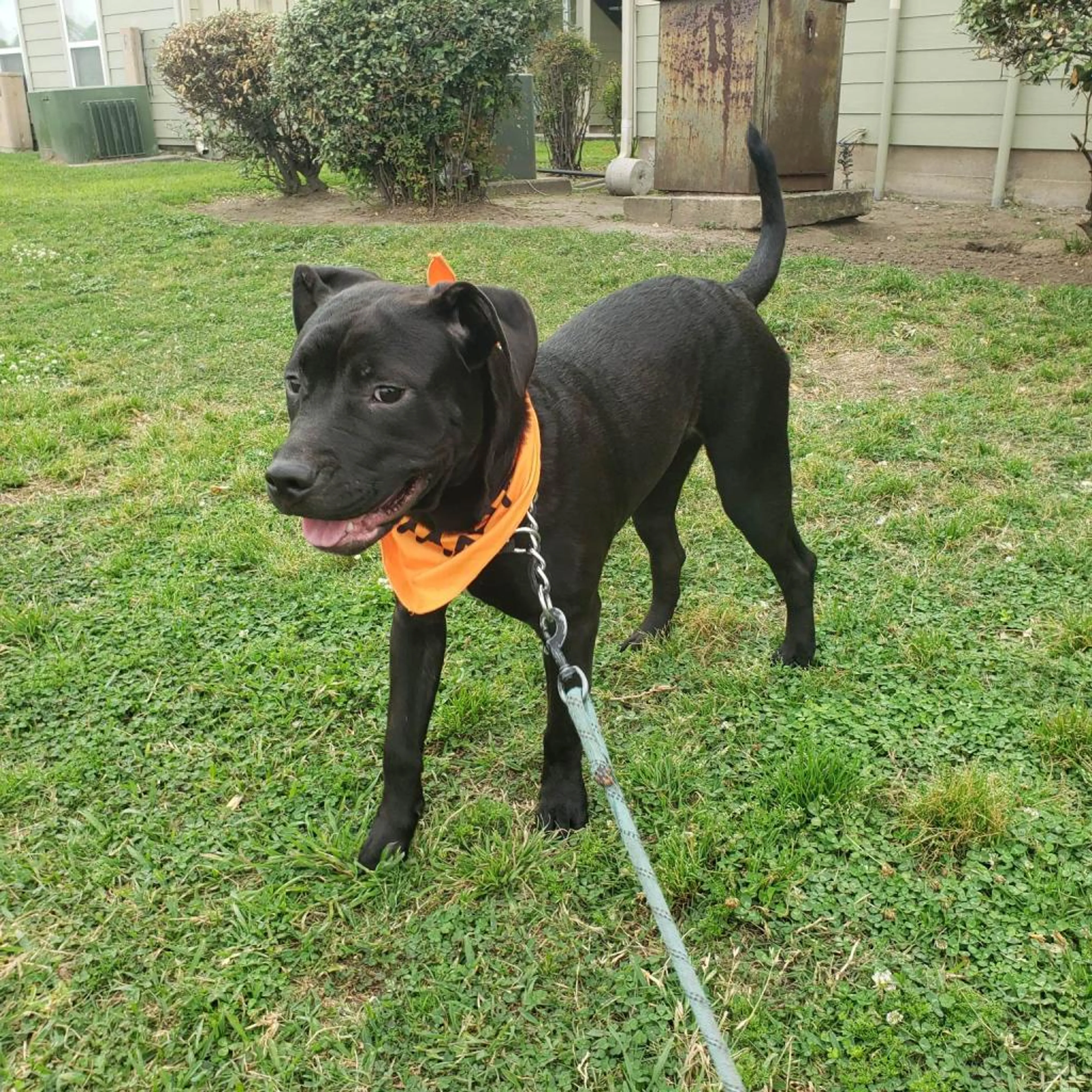 Found pet-2