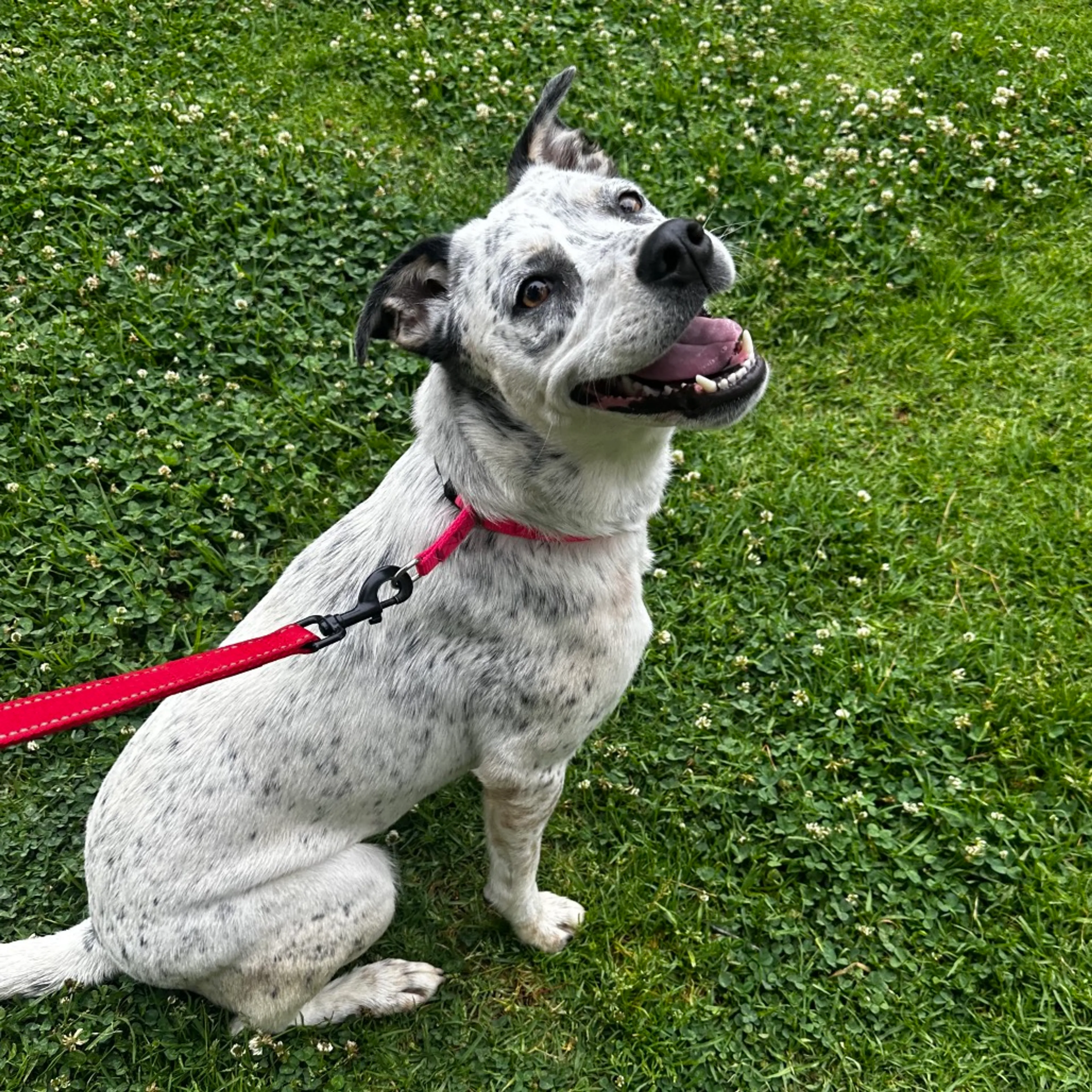 Found pet-3