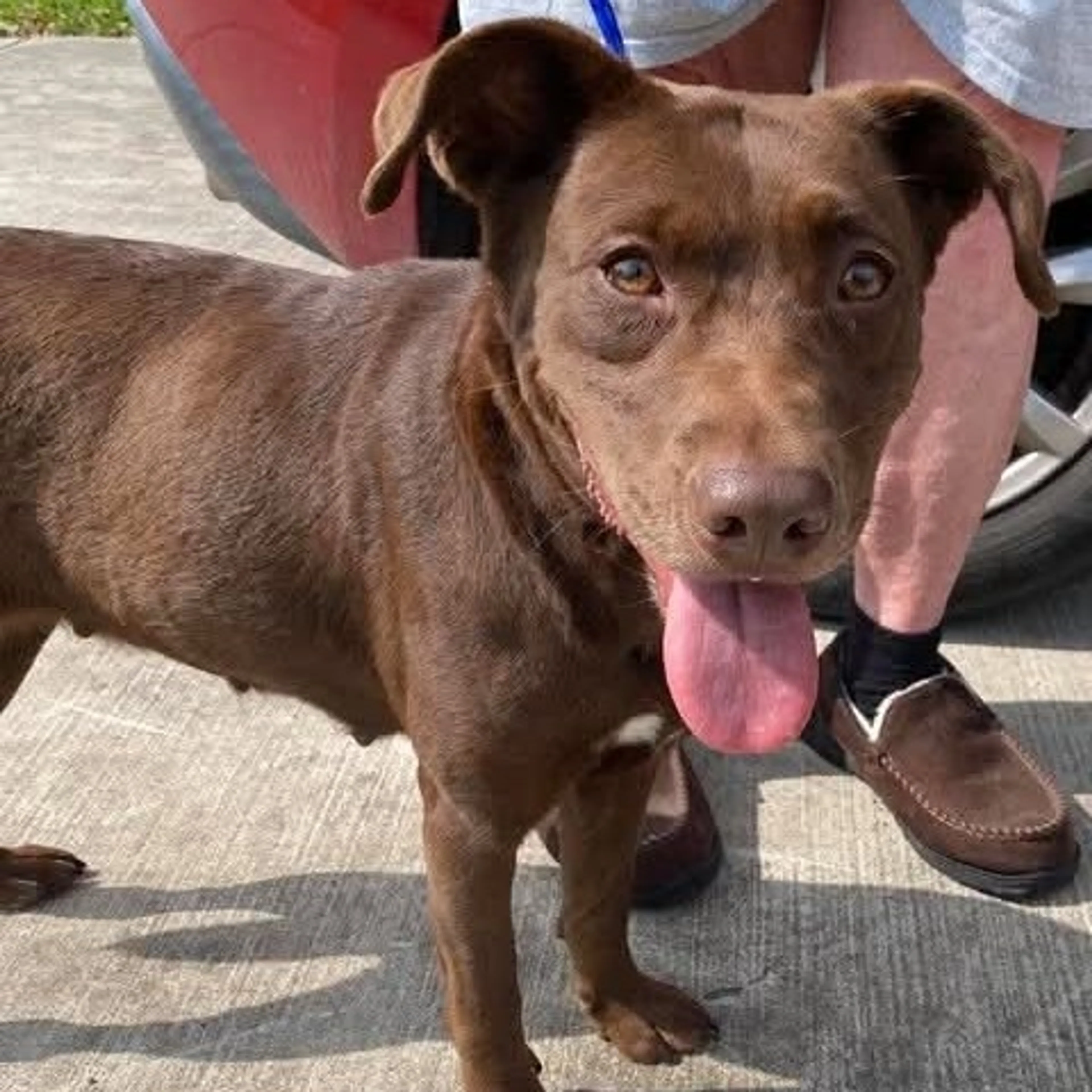 Found pet-1