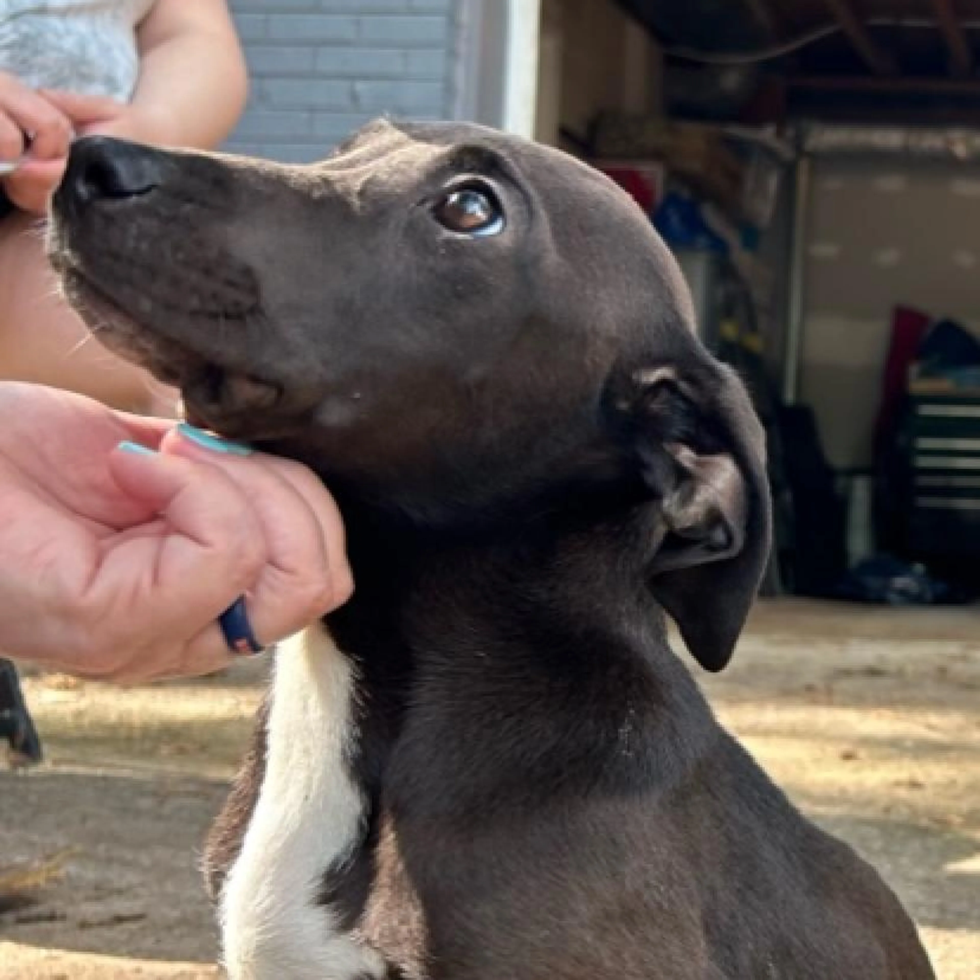 Found pet-1