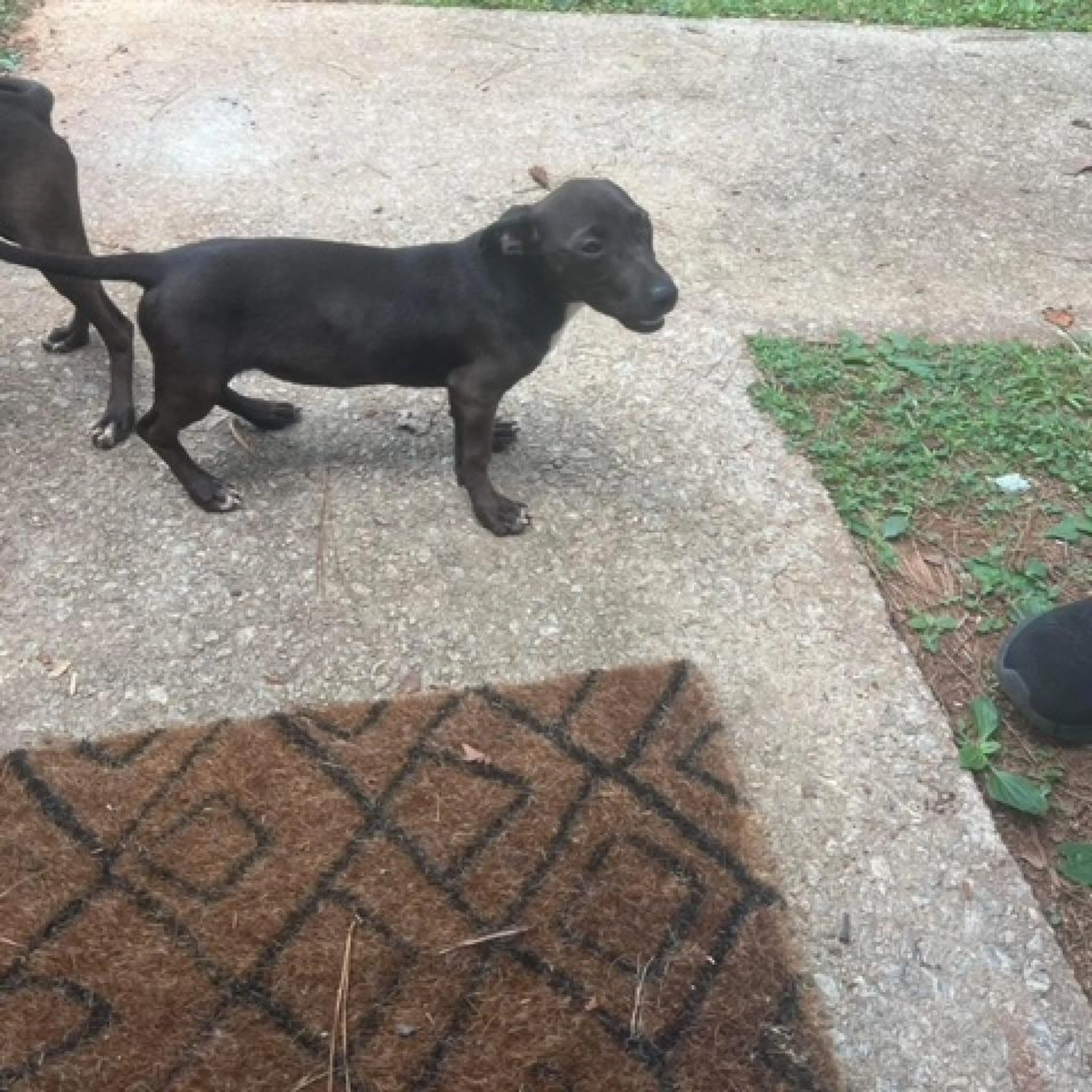 Found pet-0
