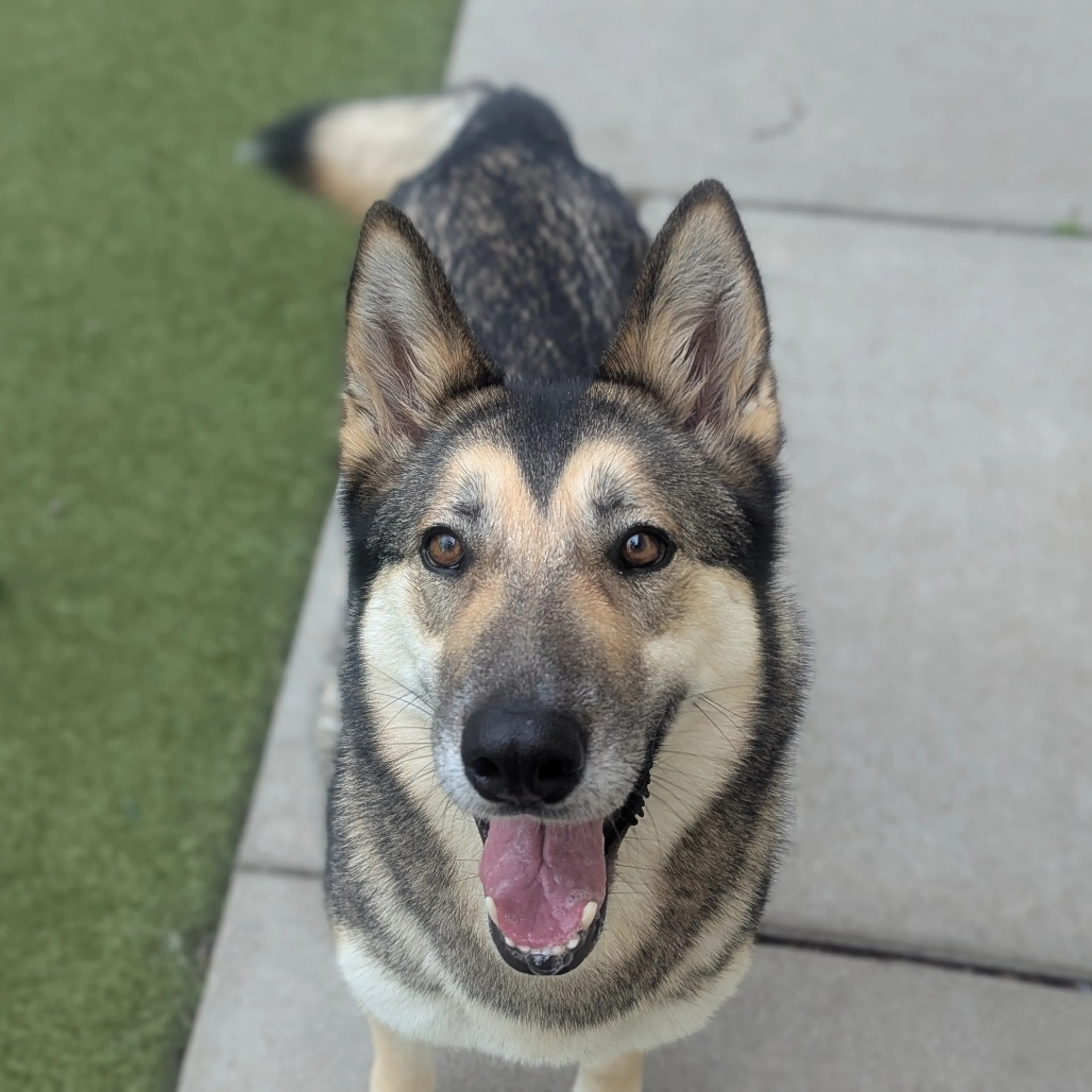 Found pet-1