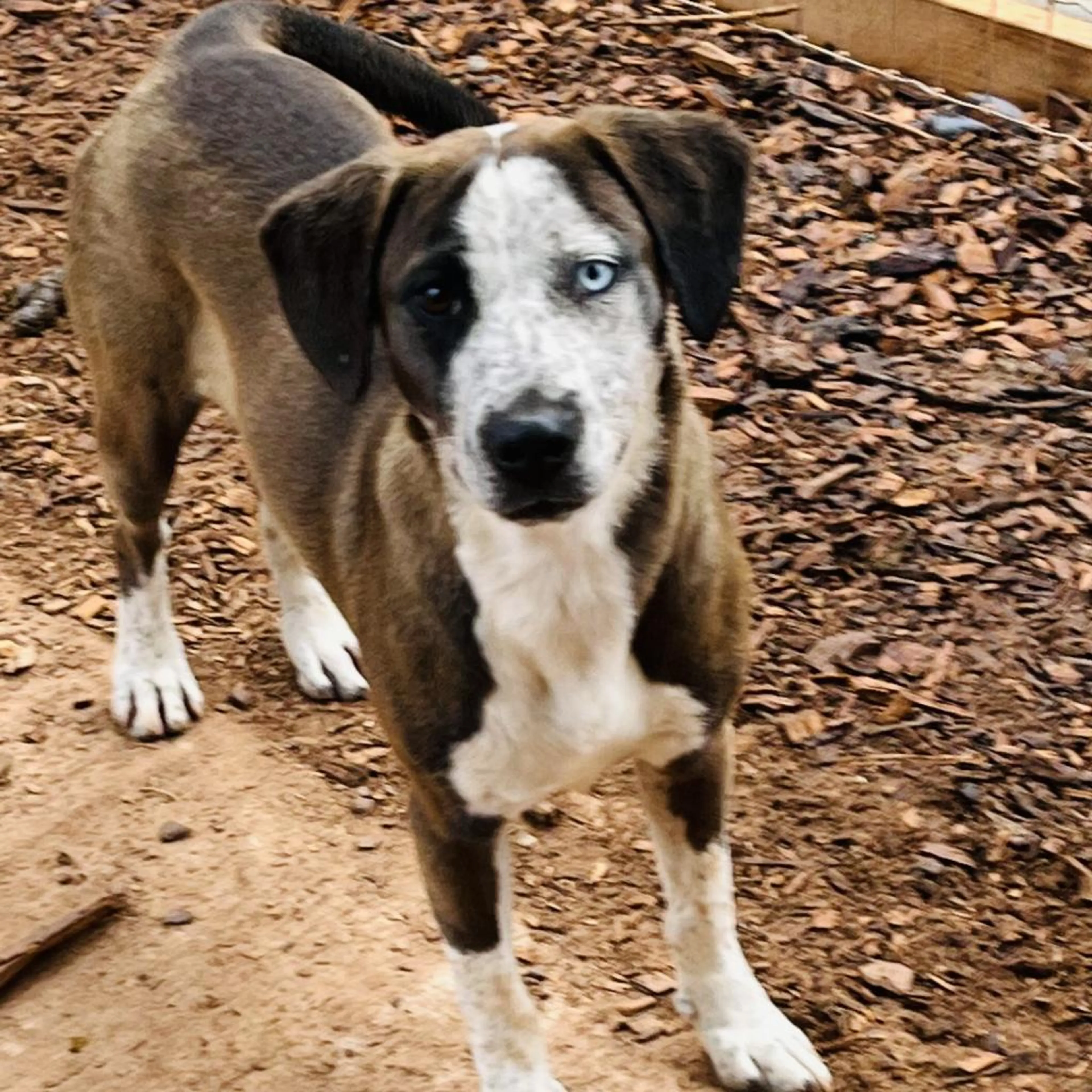 Found pet-1