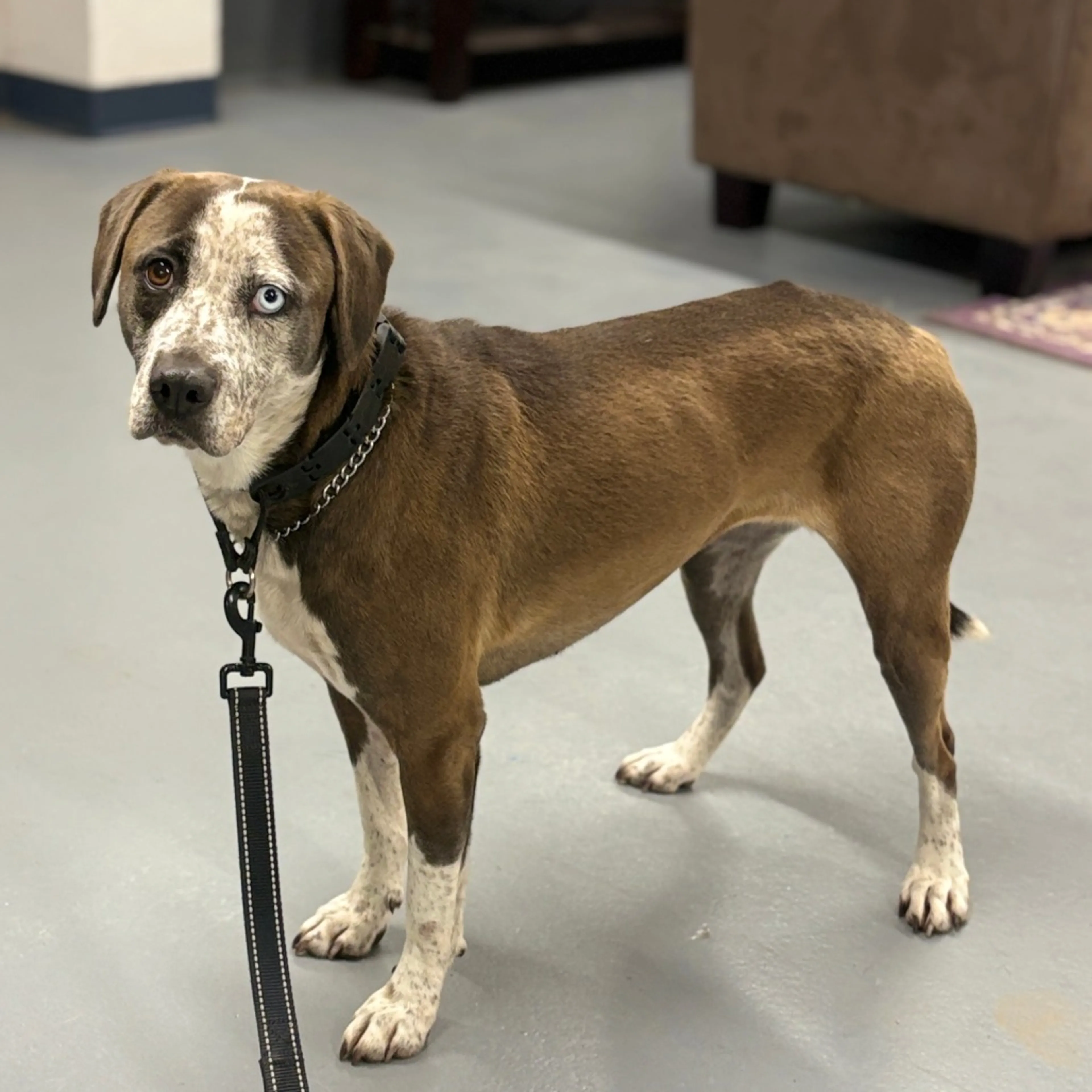 Found pet-2