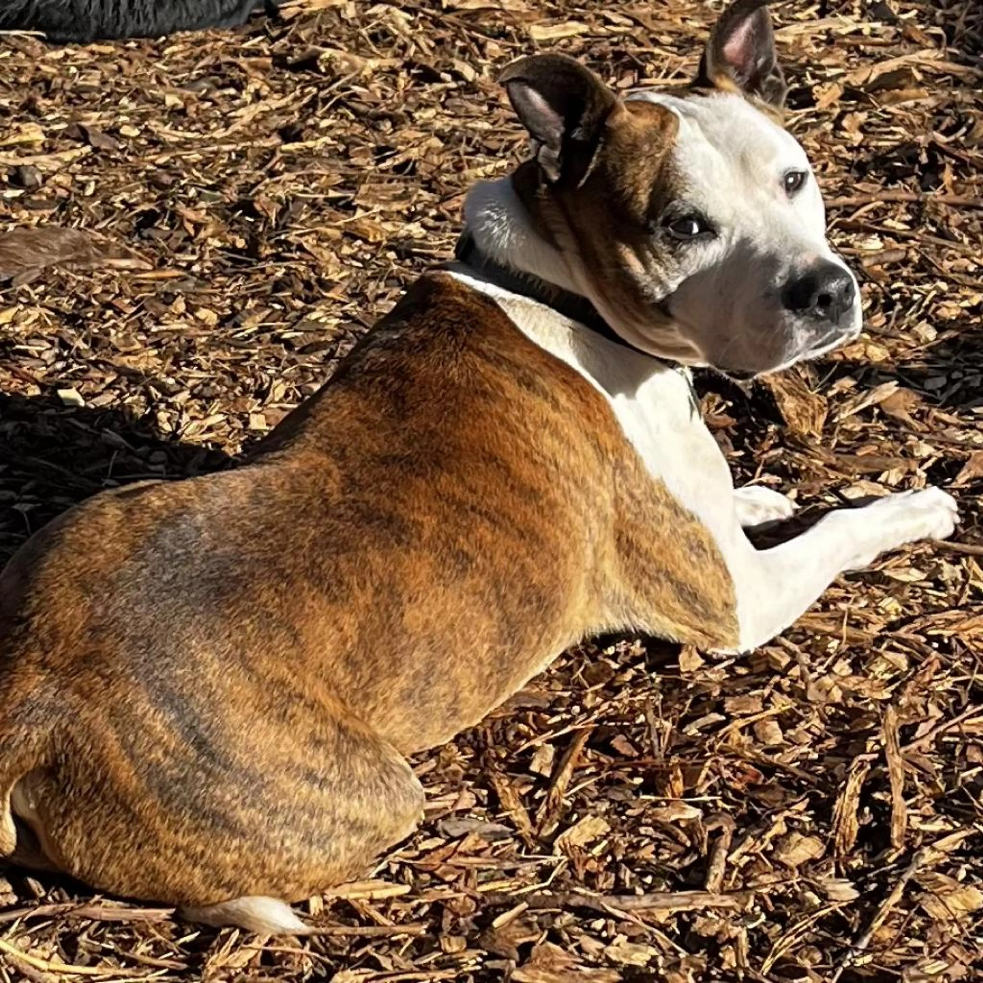 Found pet-2