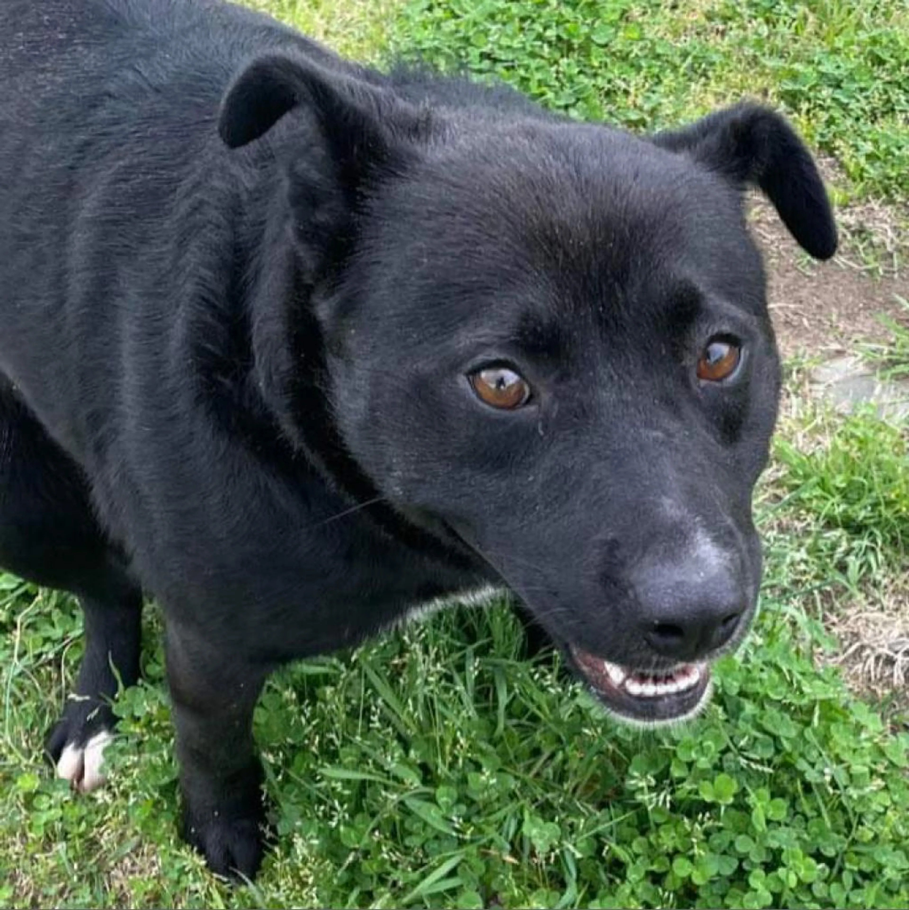 Found pet-2