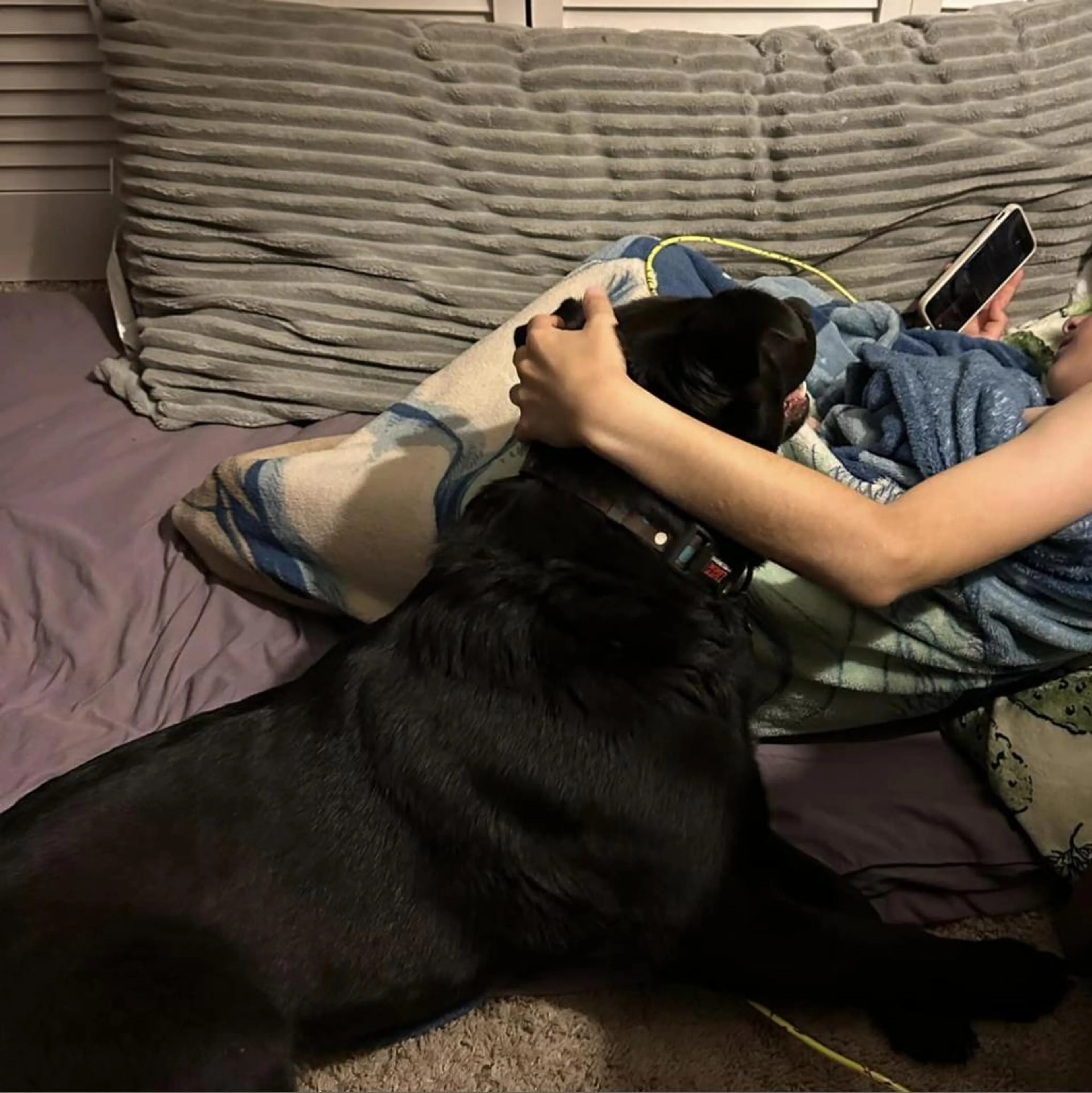 Found pet-1