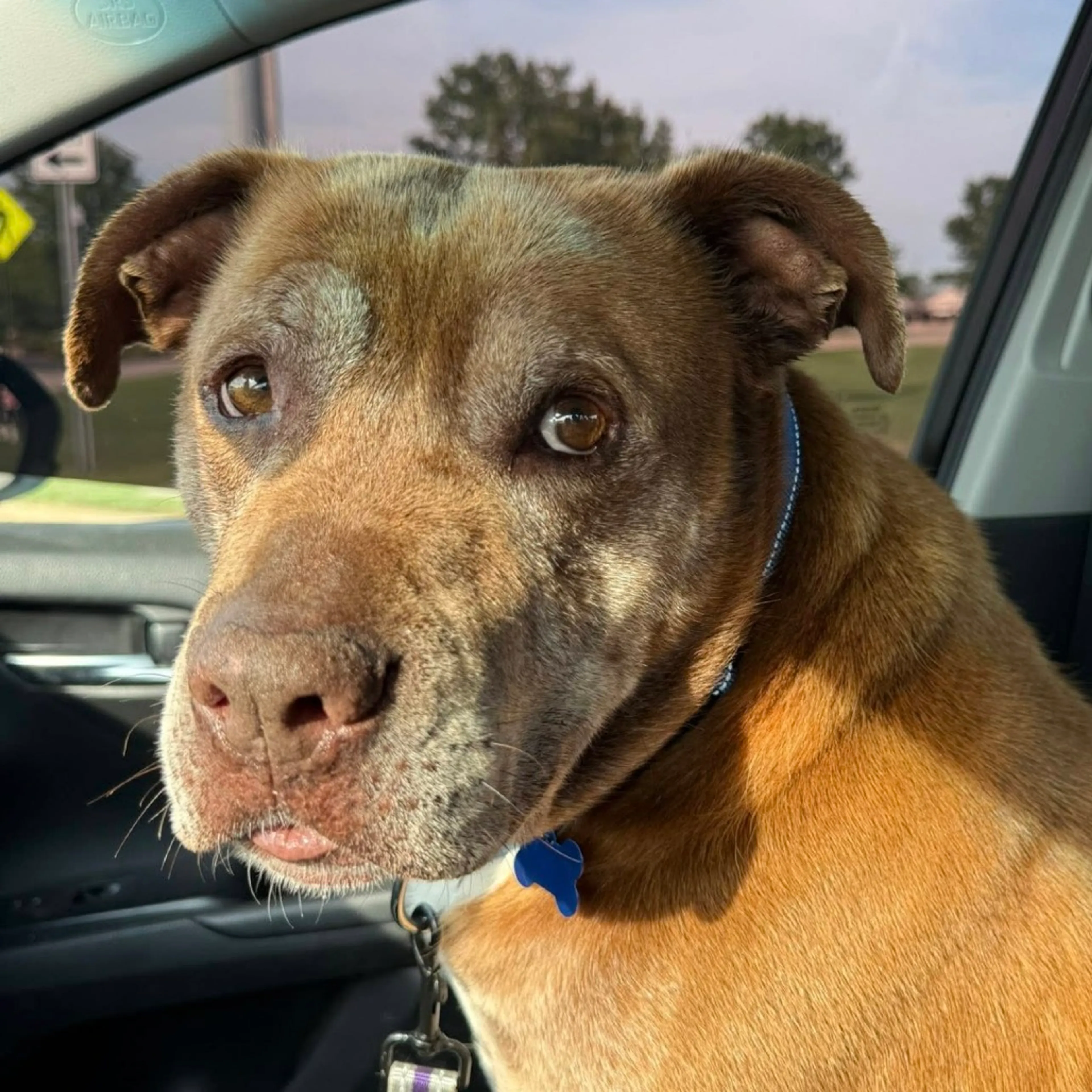 Found pet-10