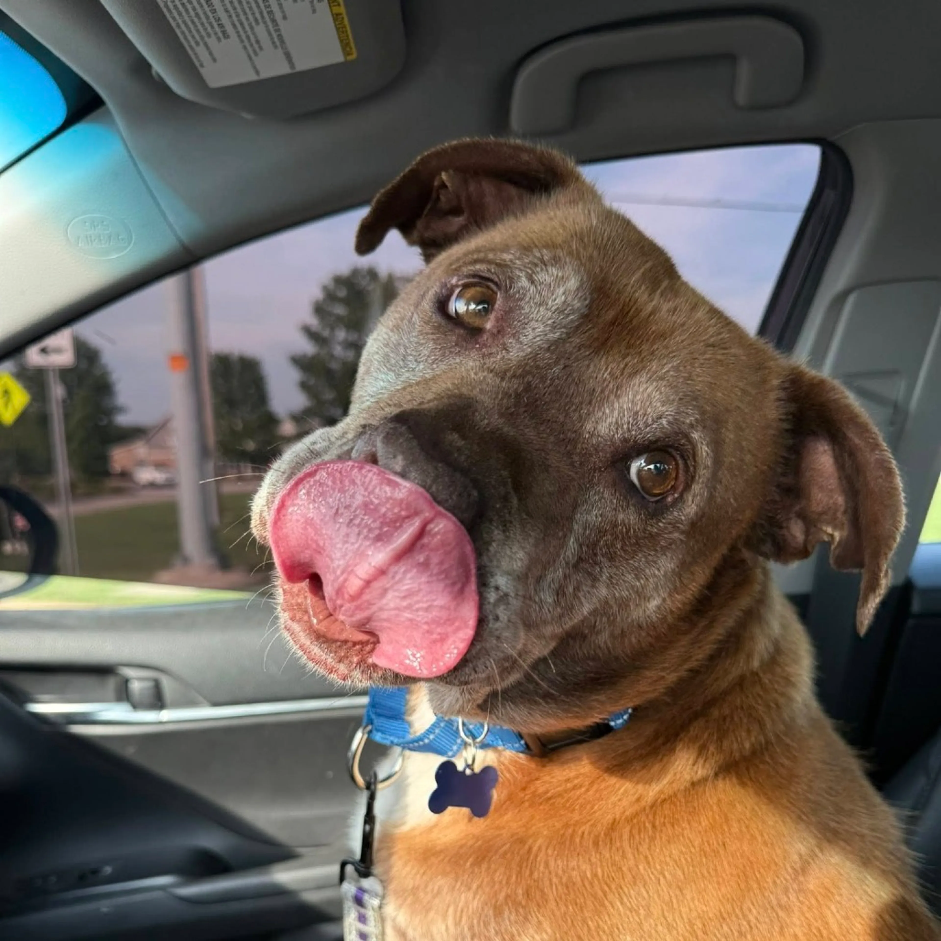 Found pet-9