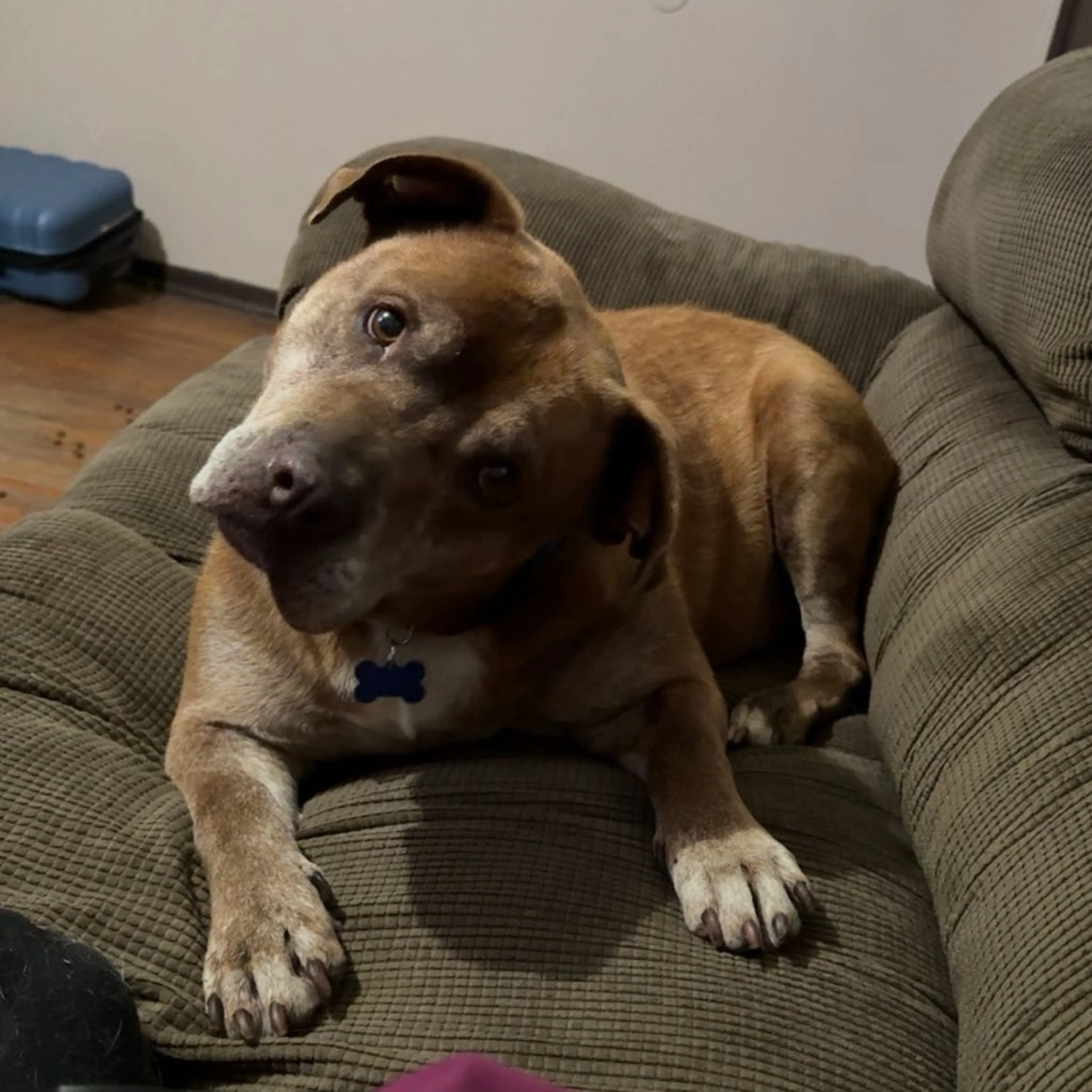 Found pet-6