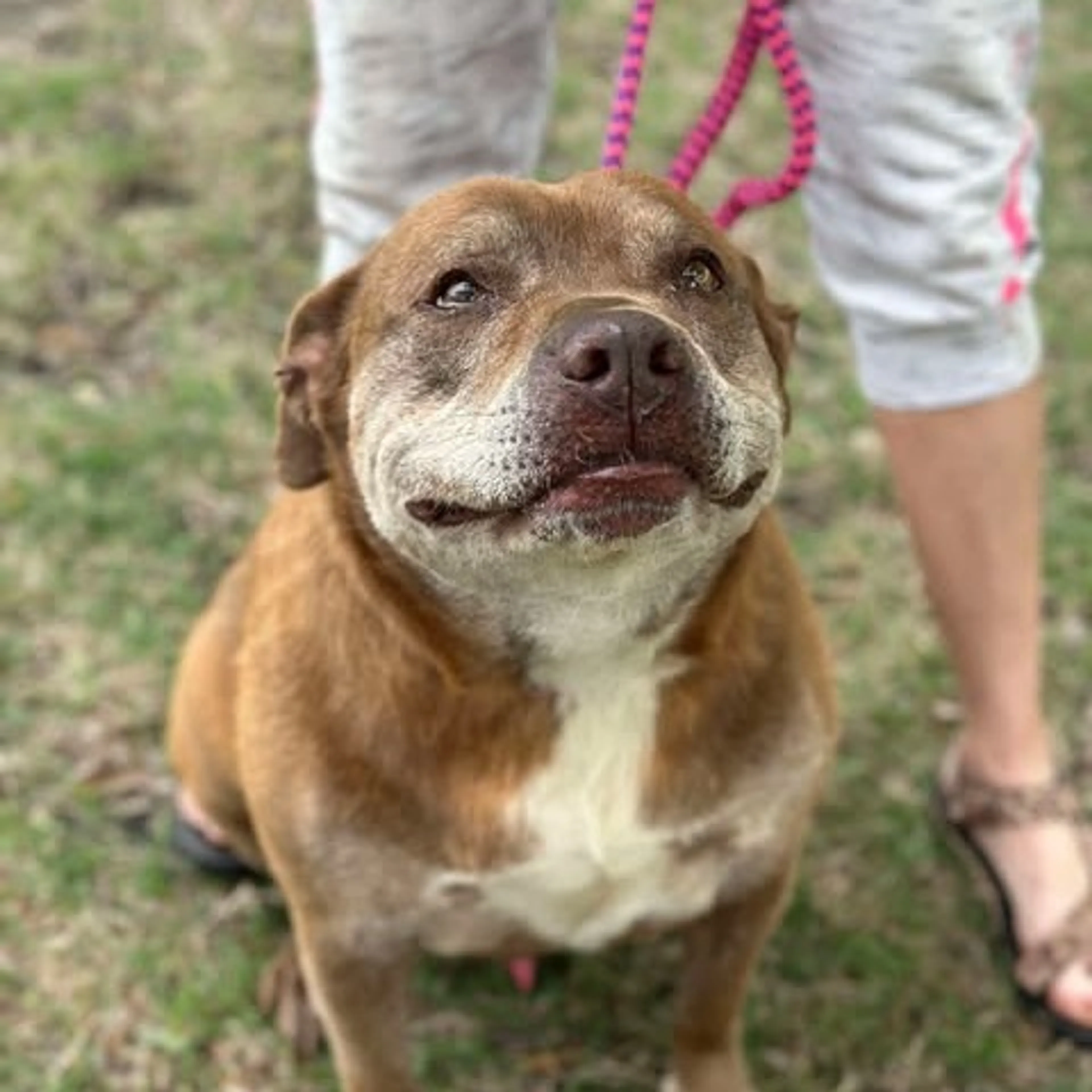 Found pet-3