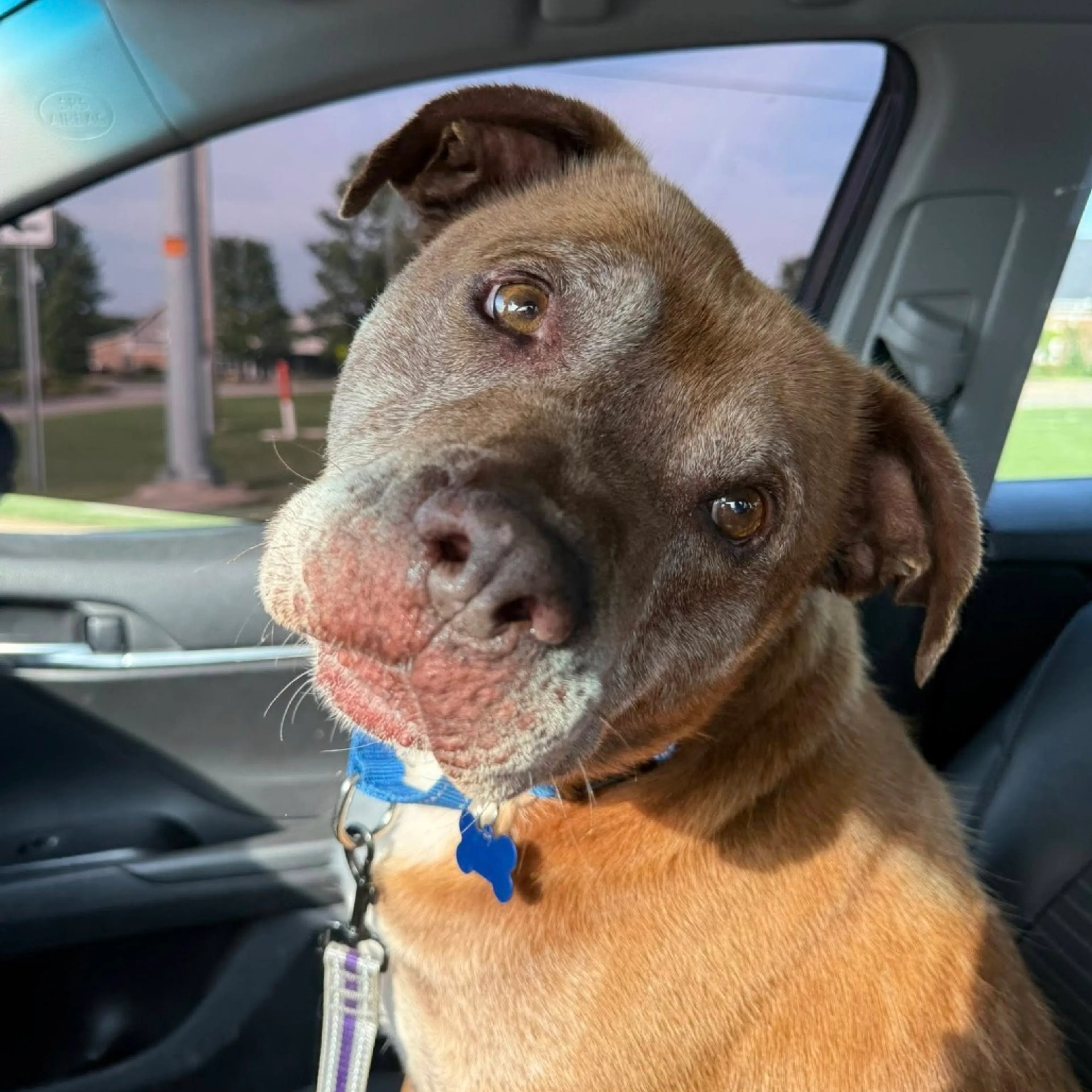 Found pet-8