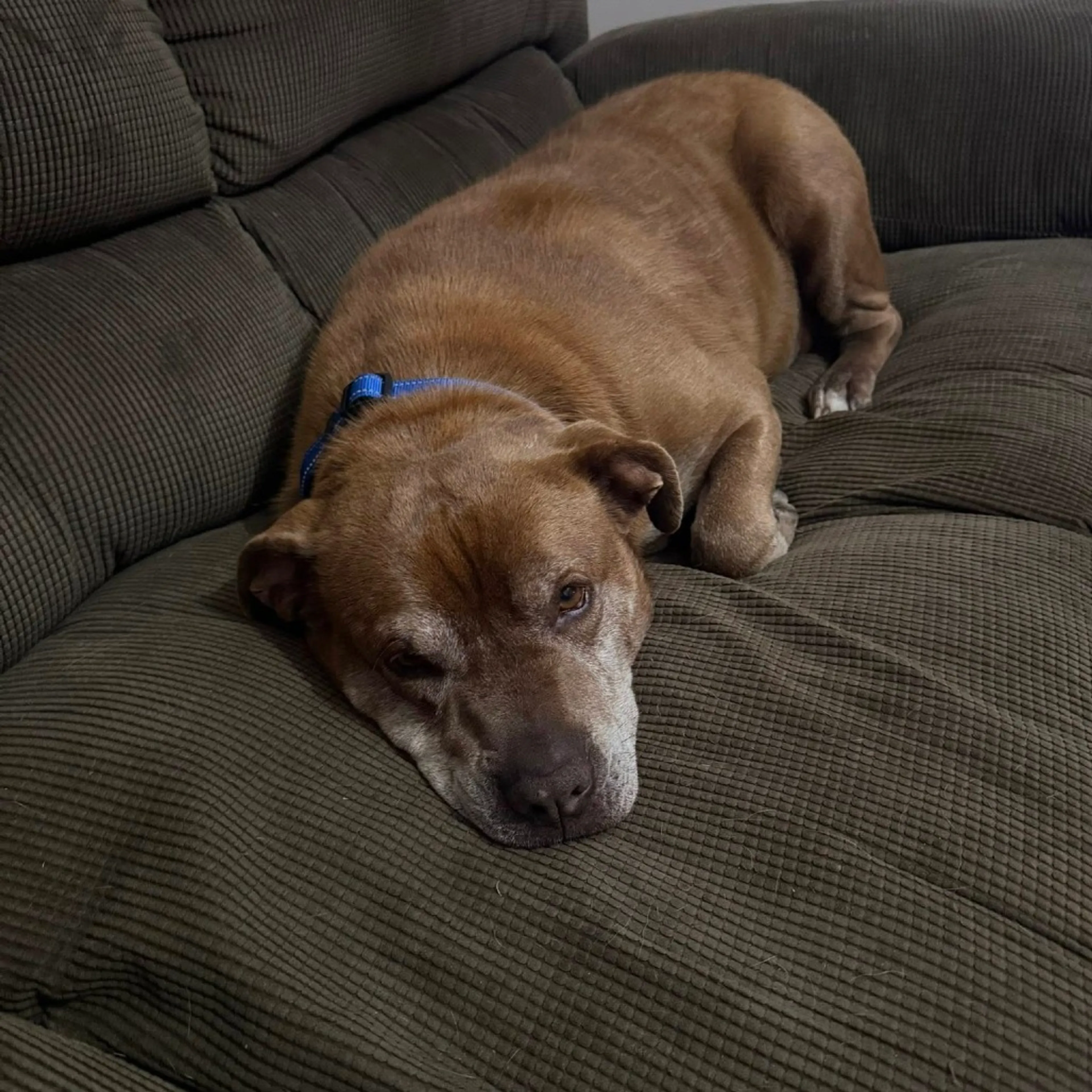 Found pet-5