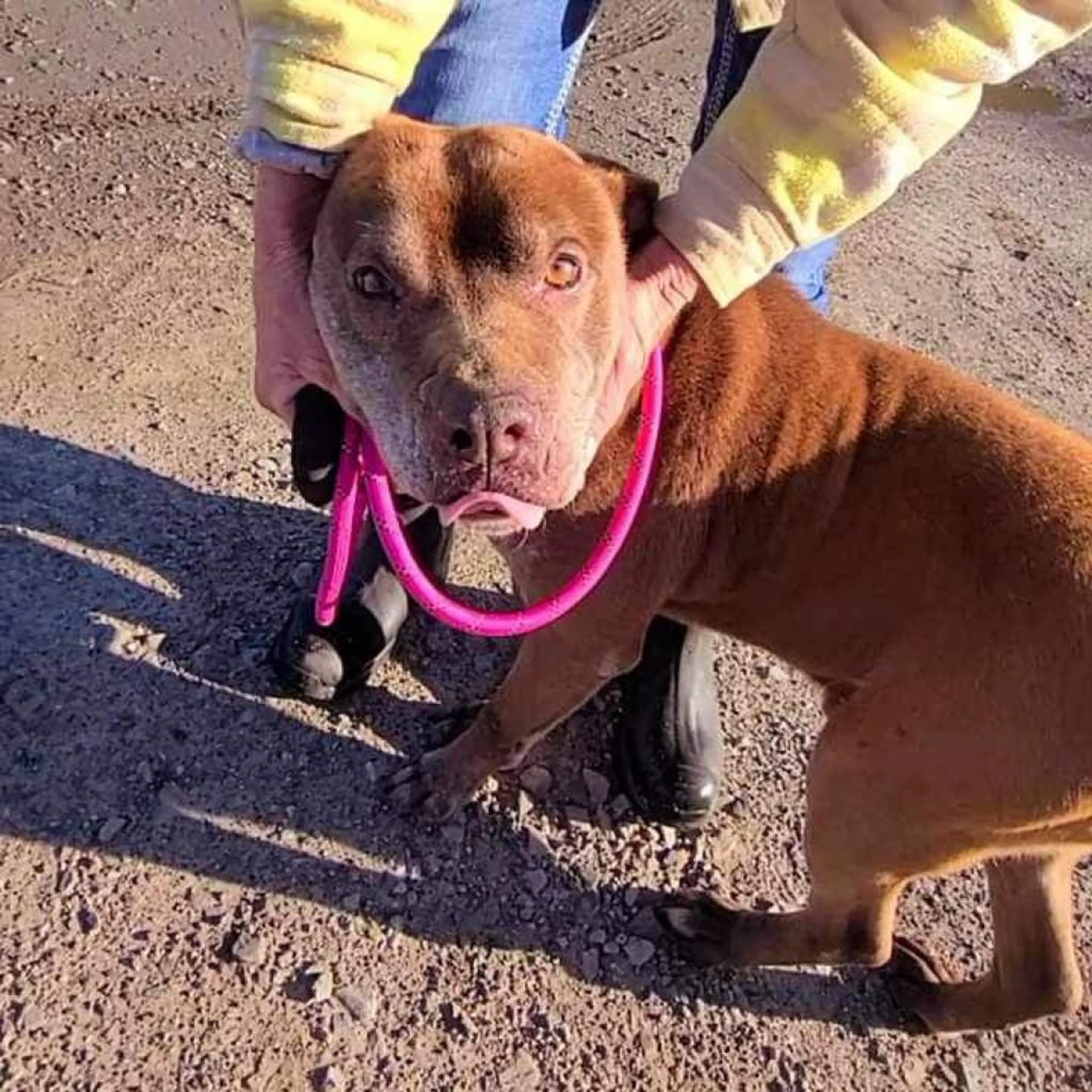 Found pet-2