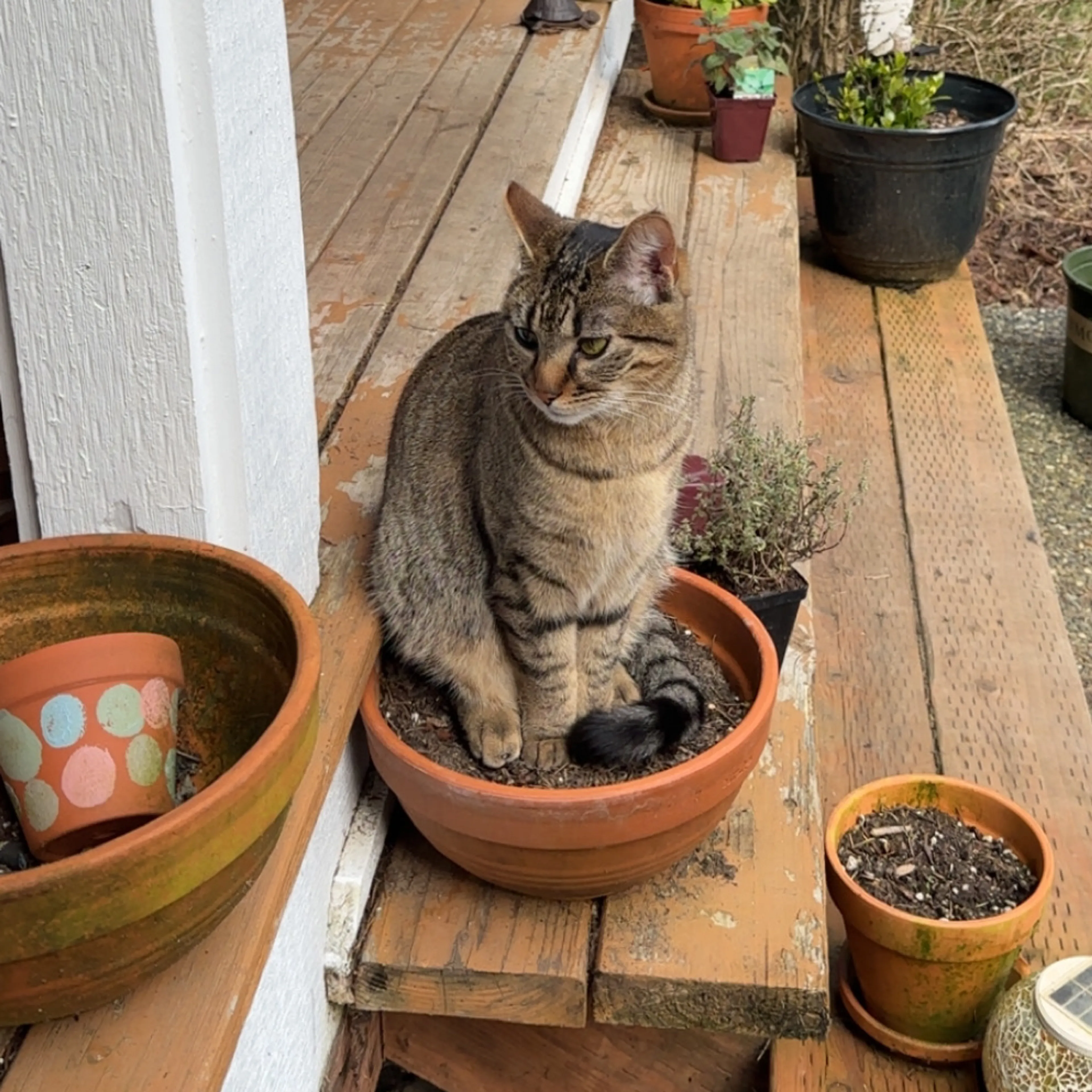 Lost pet-1