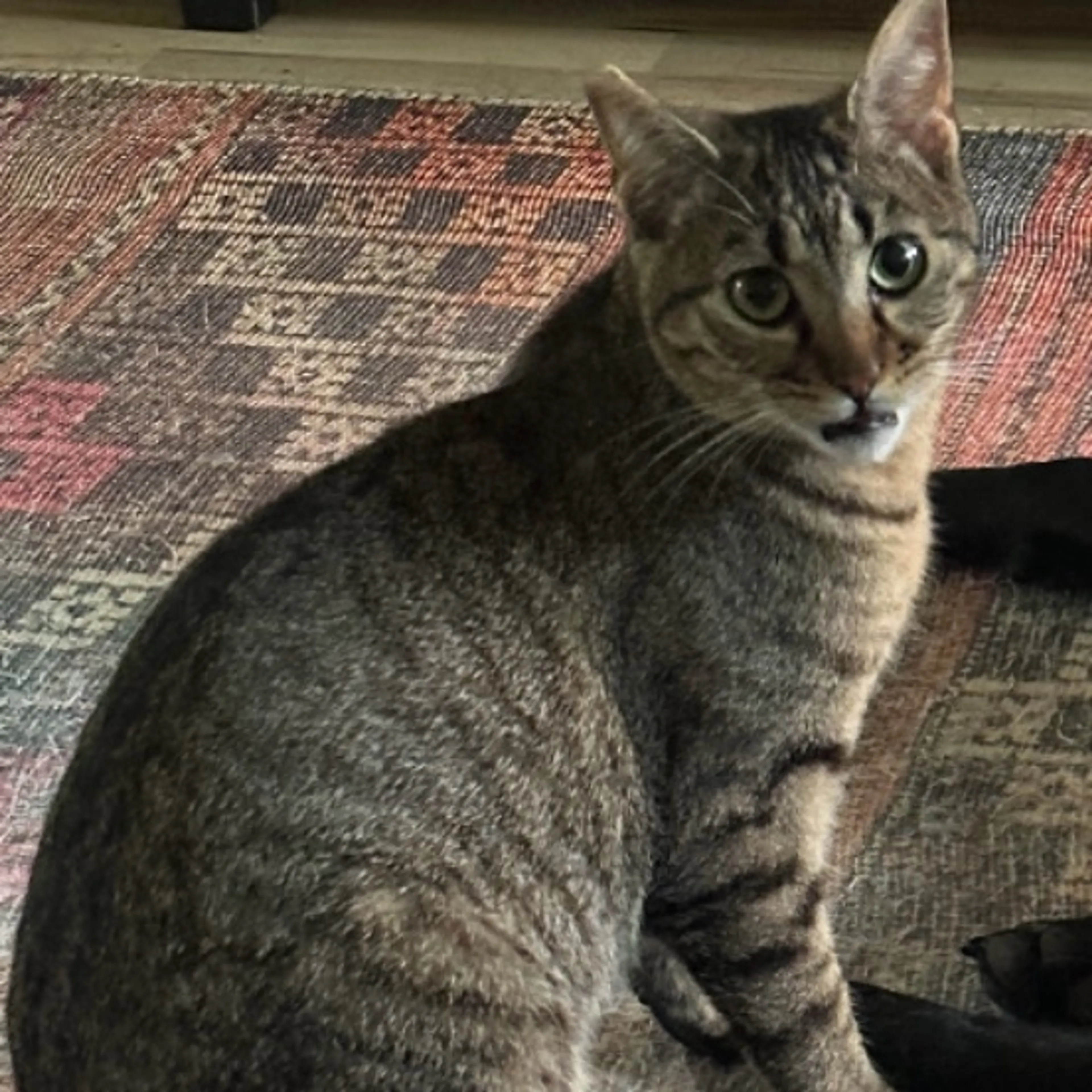 Lost pet-0