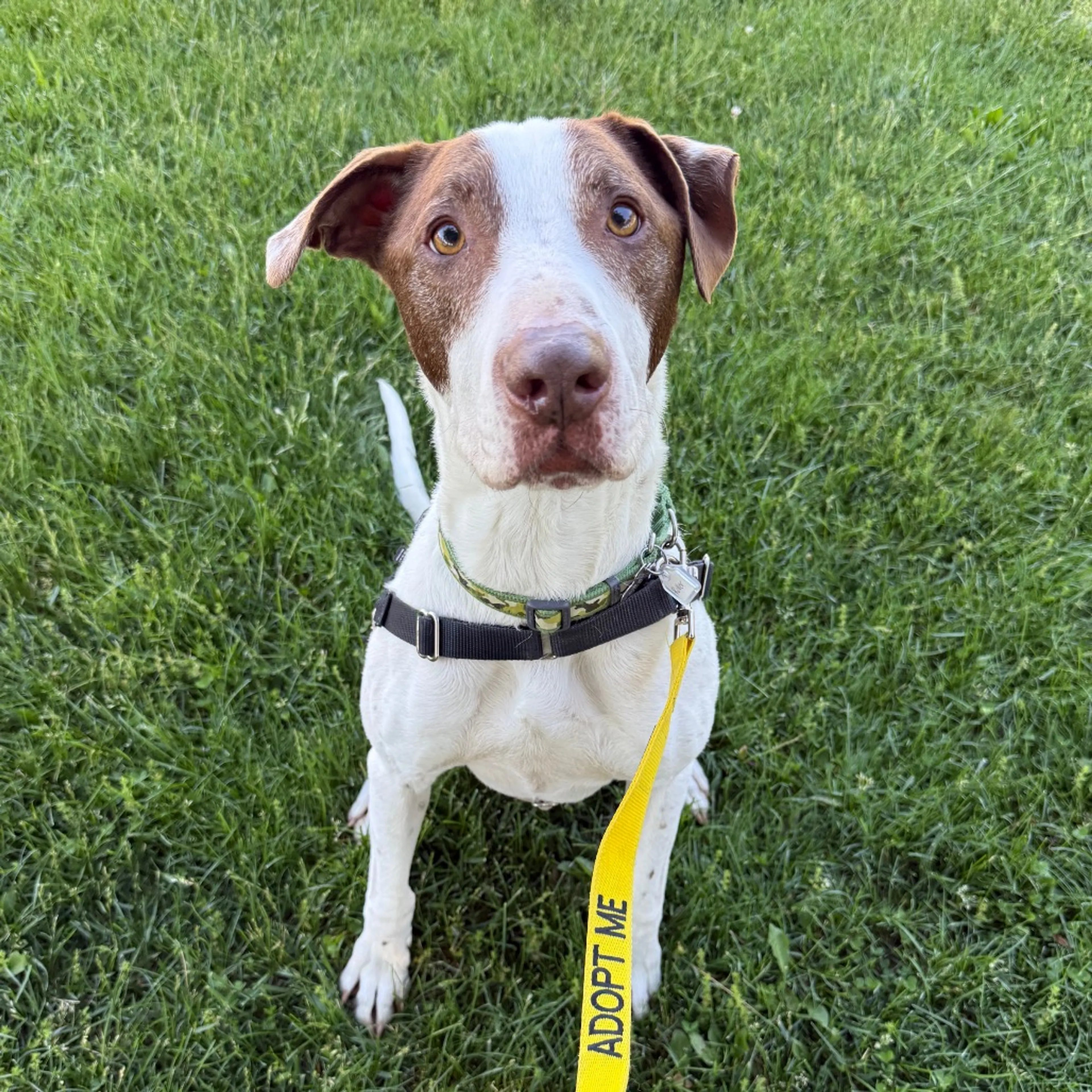 cdn image