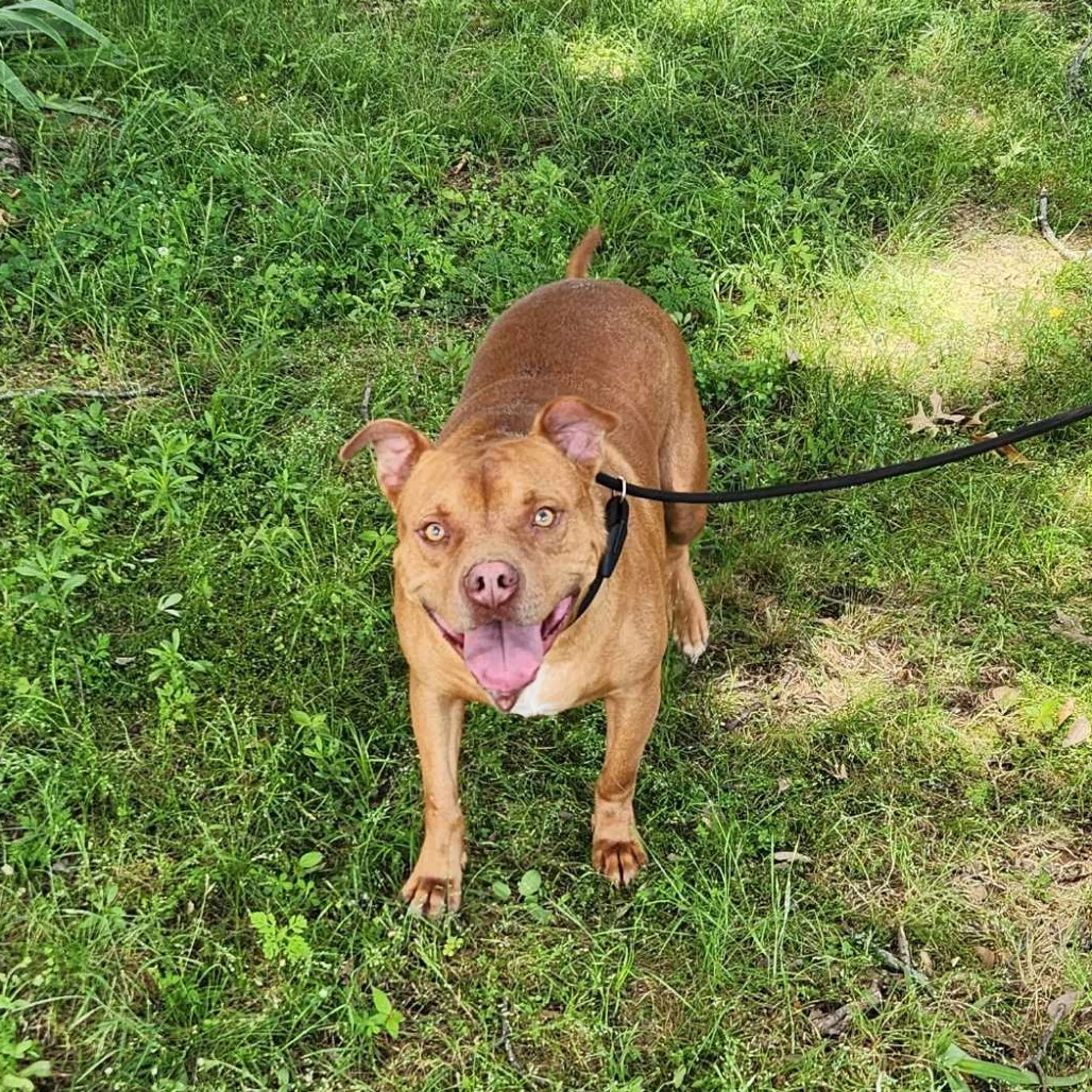 Found pet-4