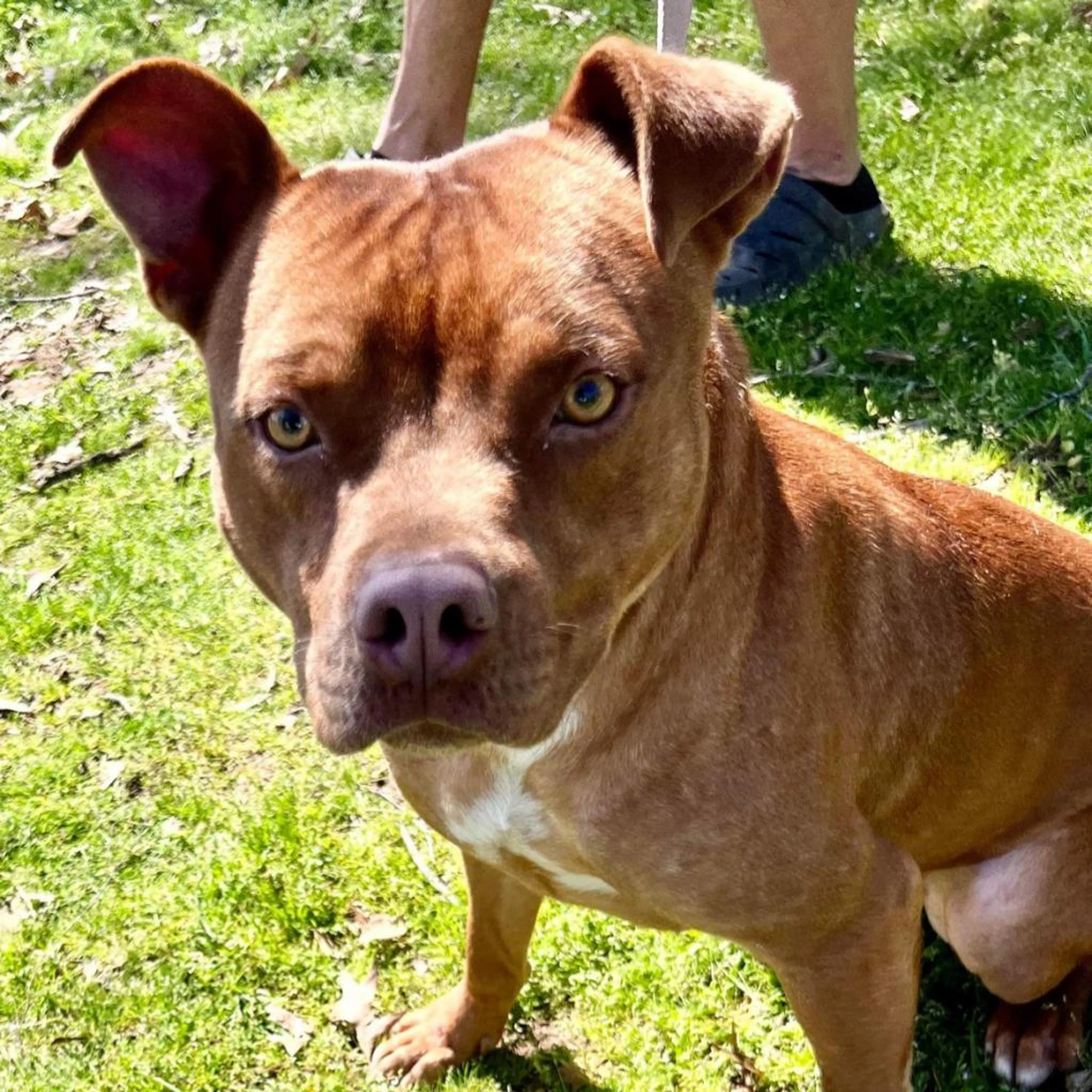 Found pet-2